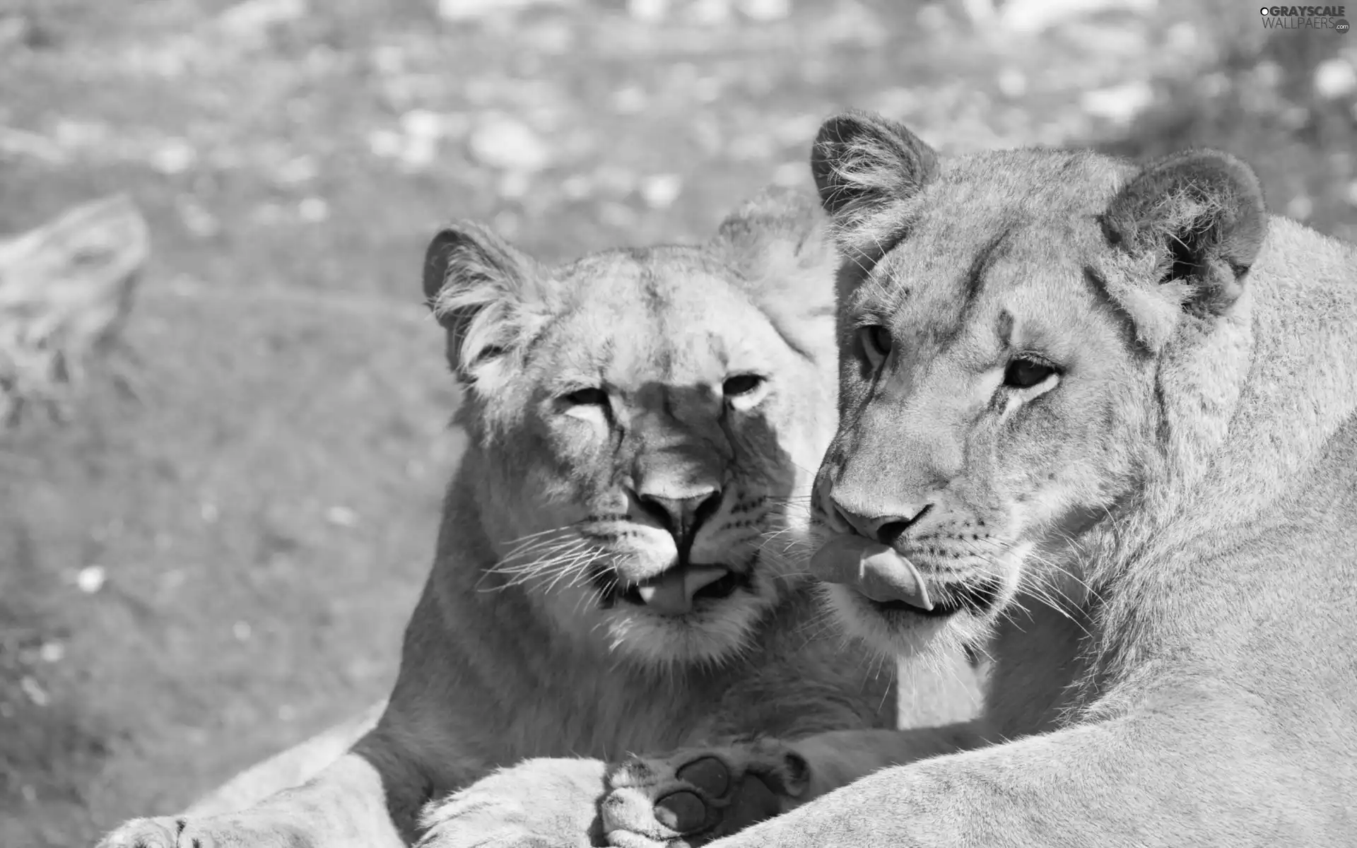 Languages, Two cars, lions