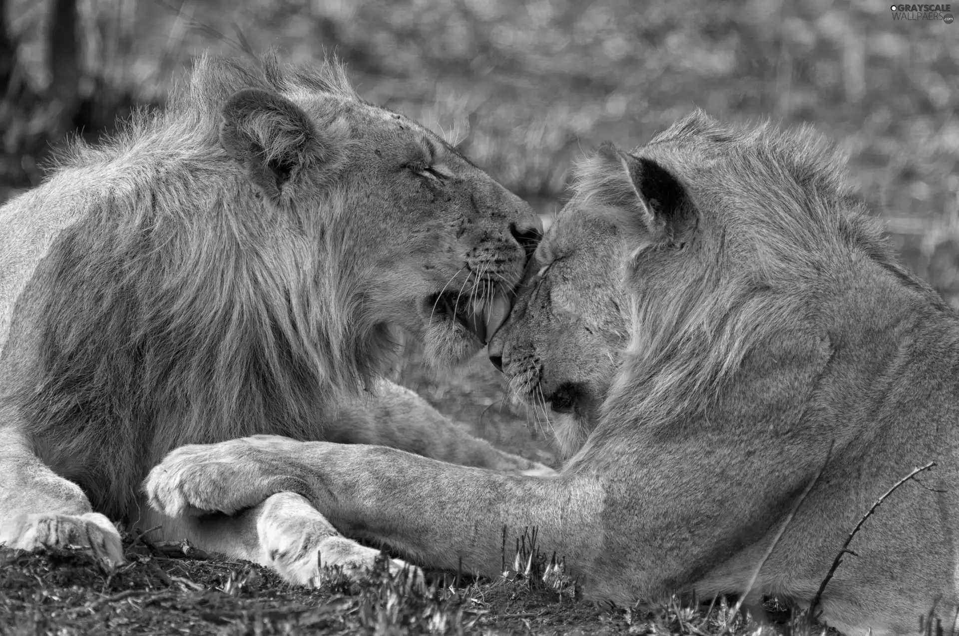 licking, Two cars, lions