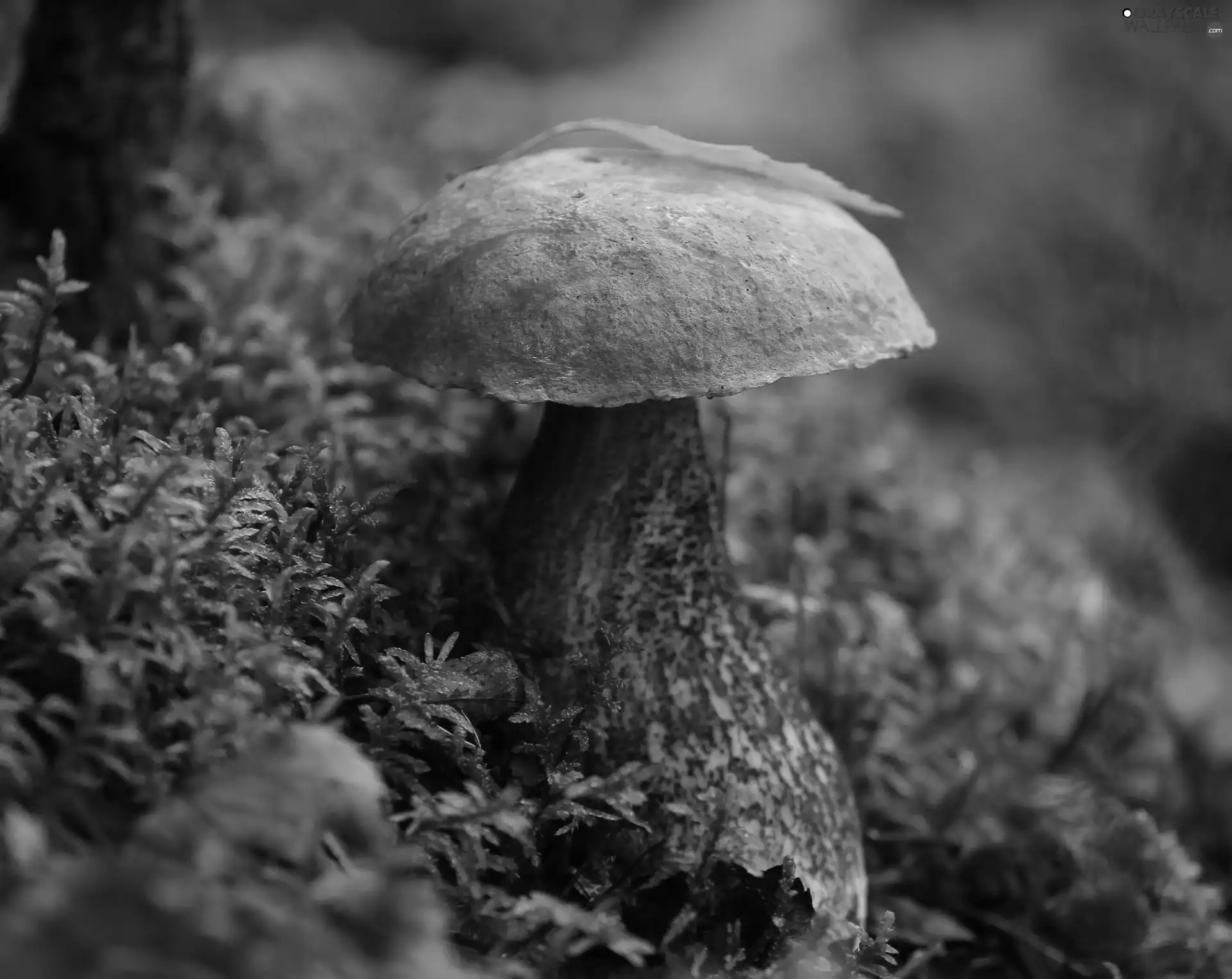 Mushrooms, litter, forest, Leccinum Red