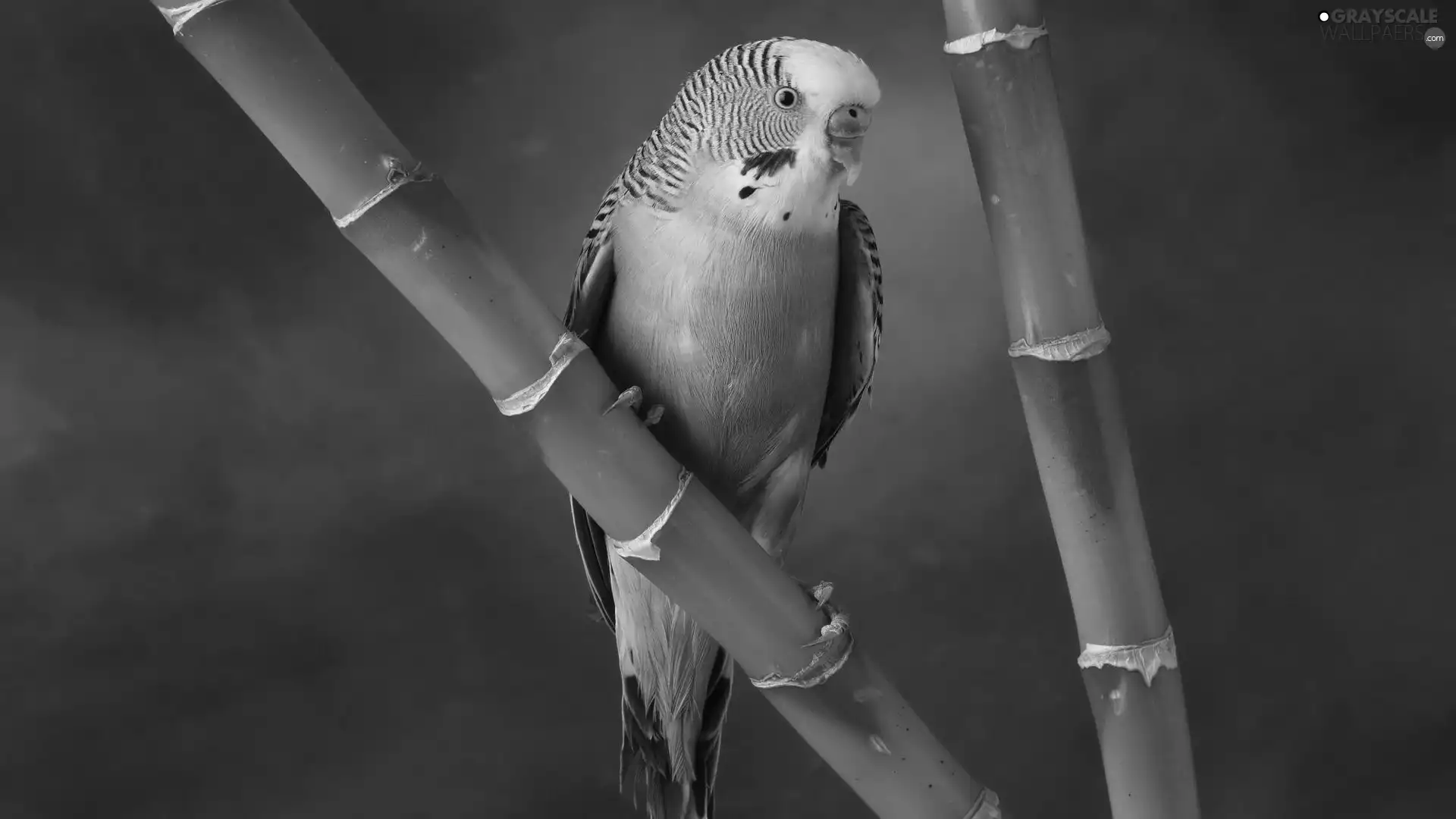 little parrot, bamboo
