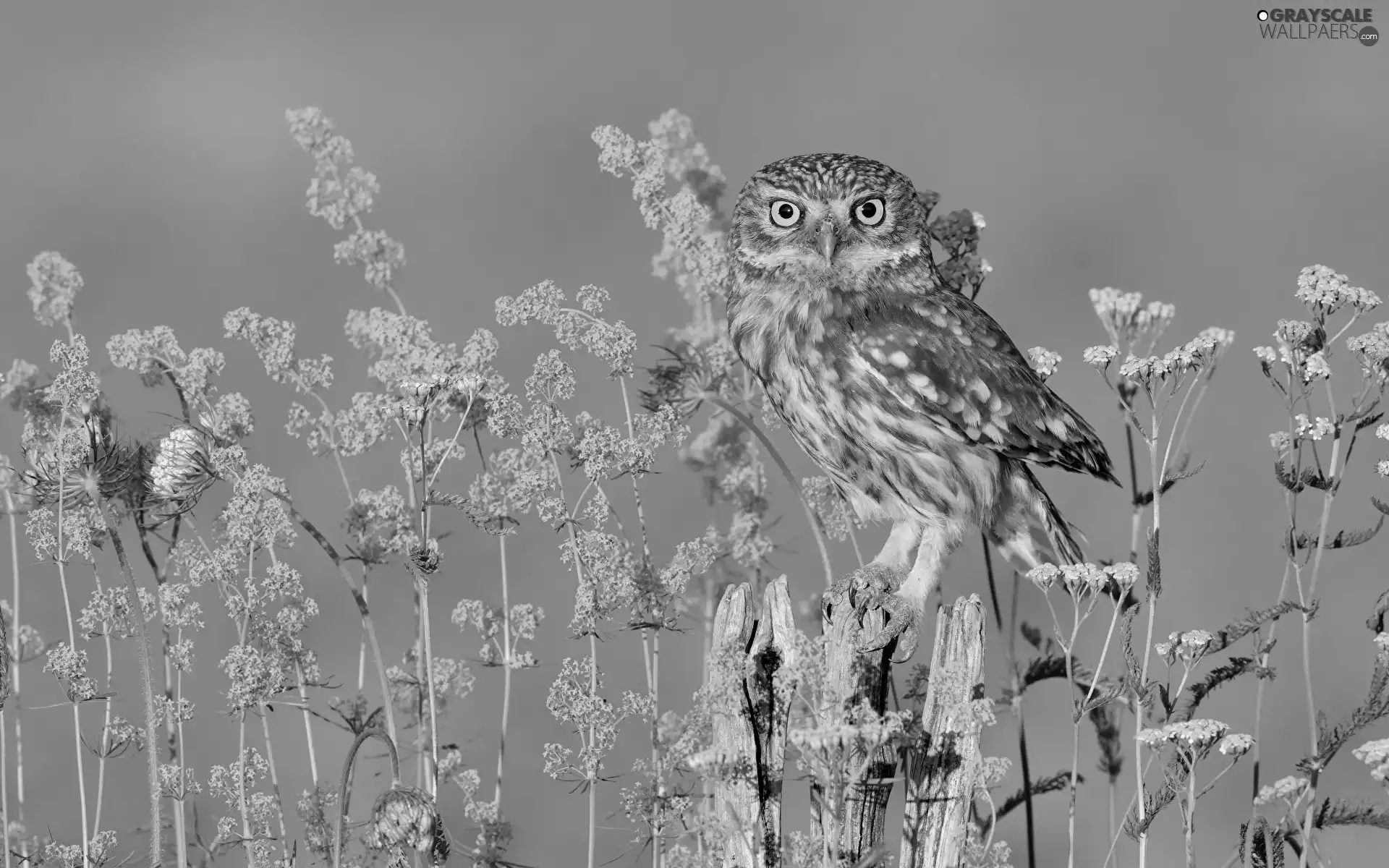 Flowers, Plants, owl, Little Owl, Bird