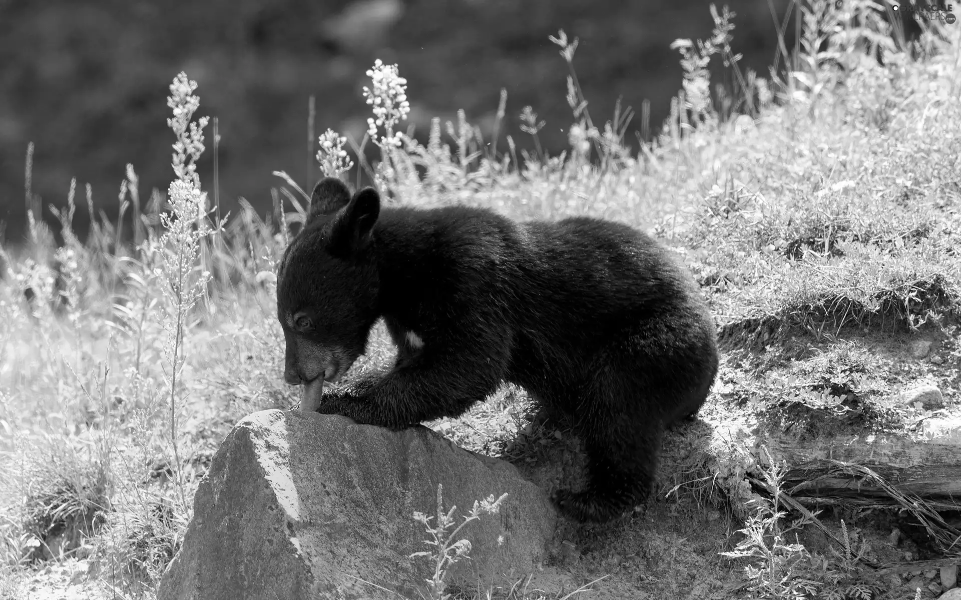 little bear, carrot