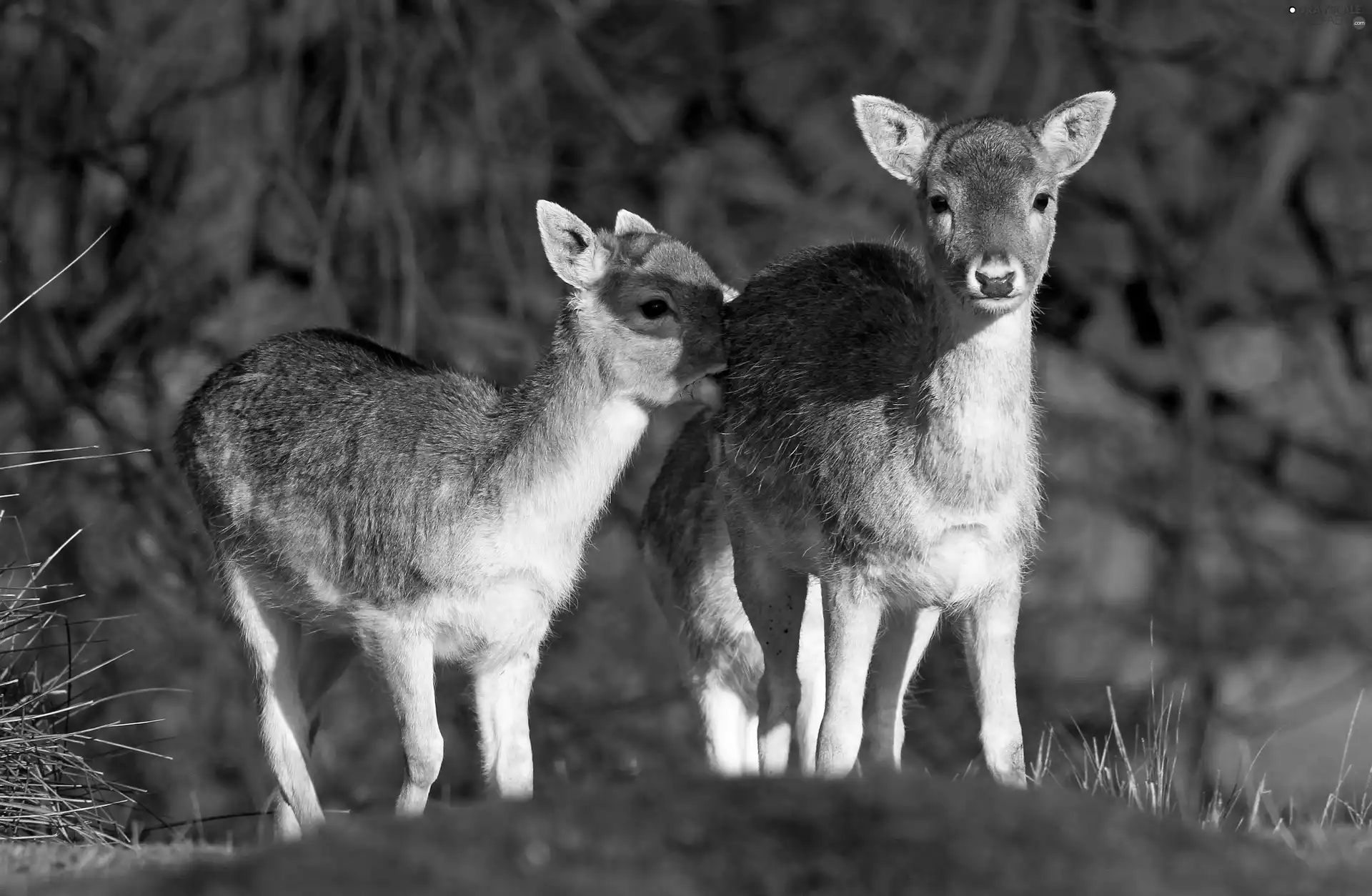 deer, Two, little doggies