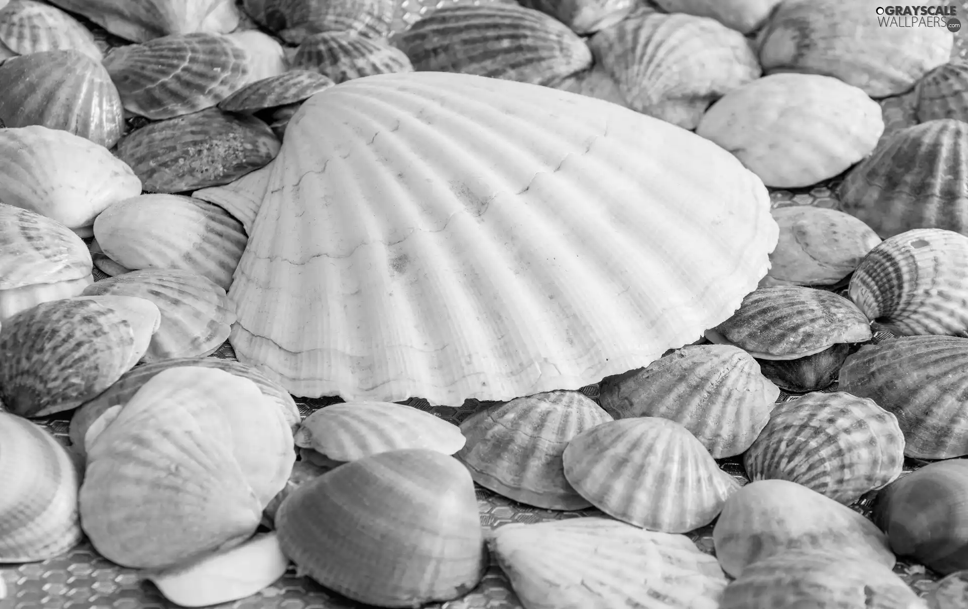 high, little doggies, Shells, shell