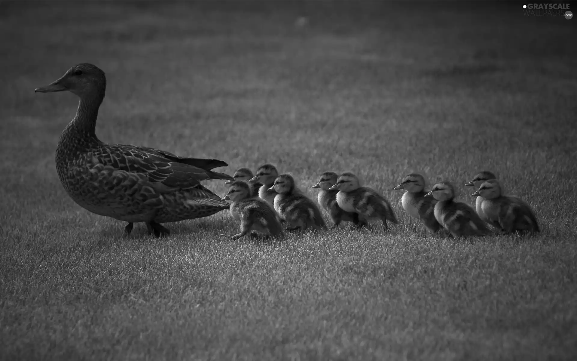 ducks, duck, little doggies