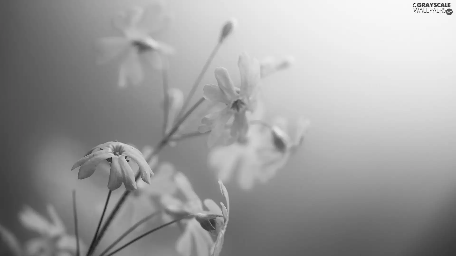 flowers, stalk, little doggies