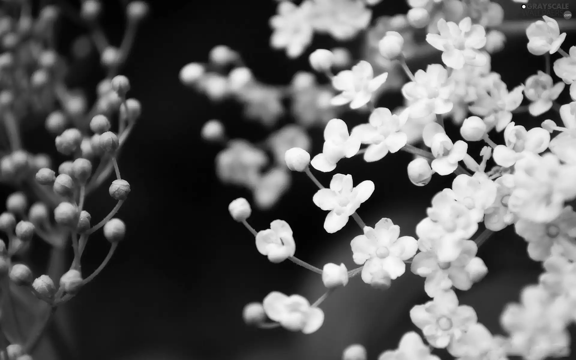 little doggies, flowers