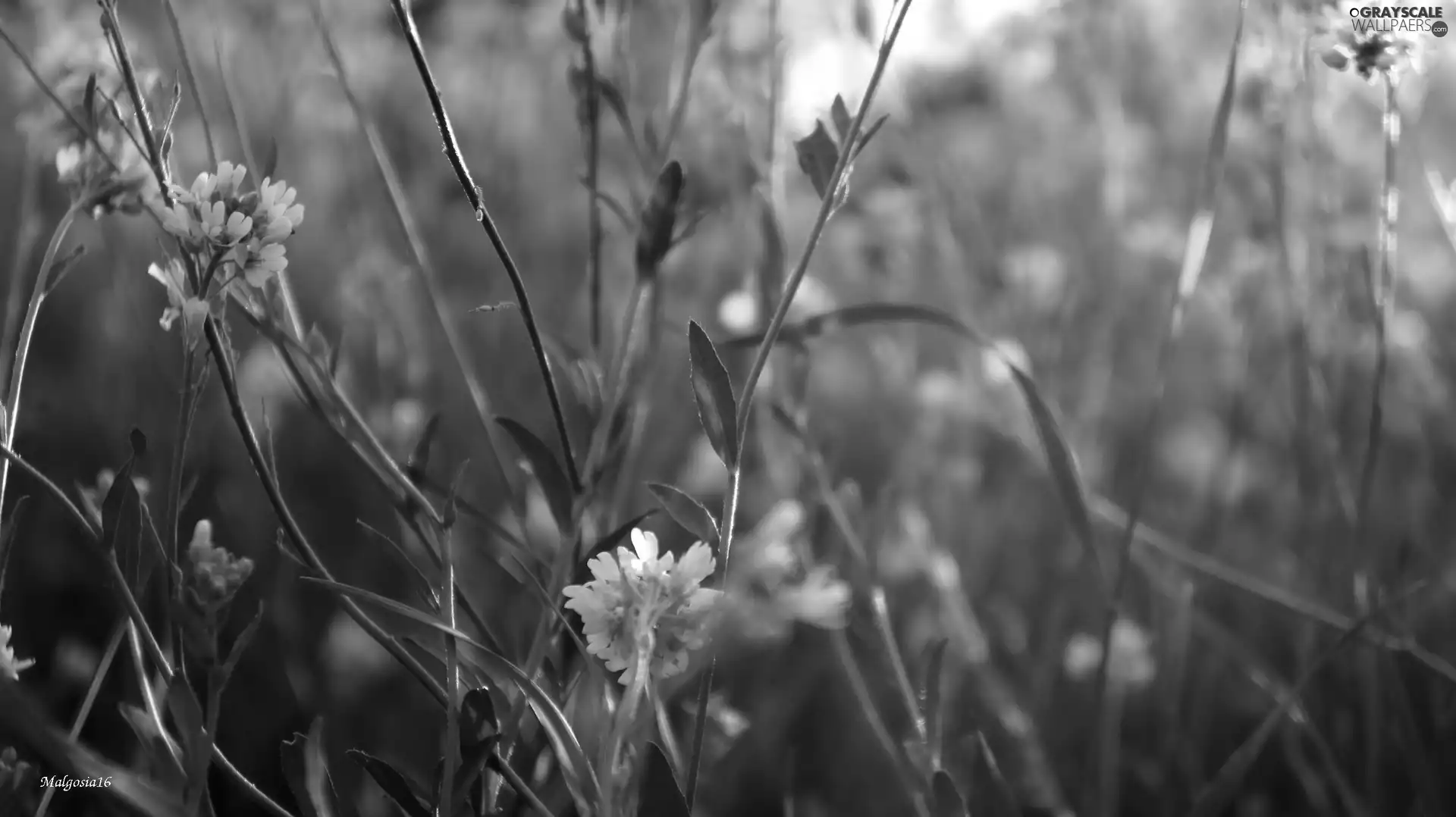 little doggies, Plants, Flowers, Meadow, White, green