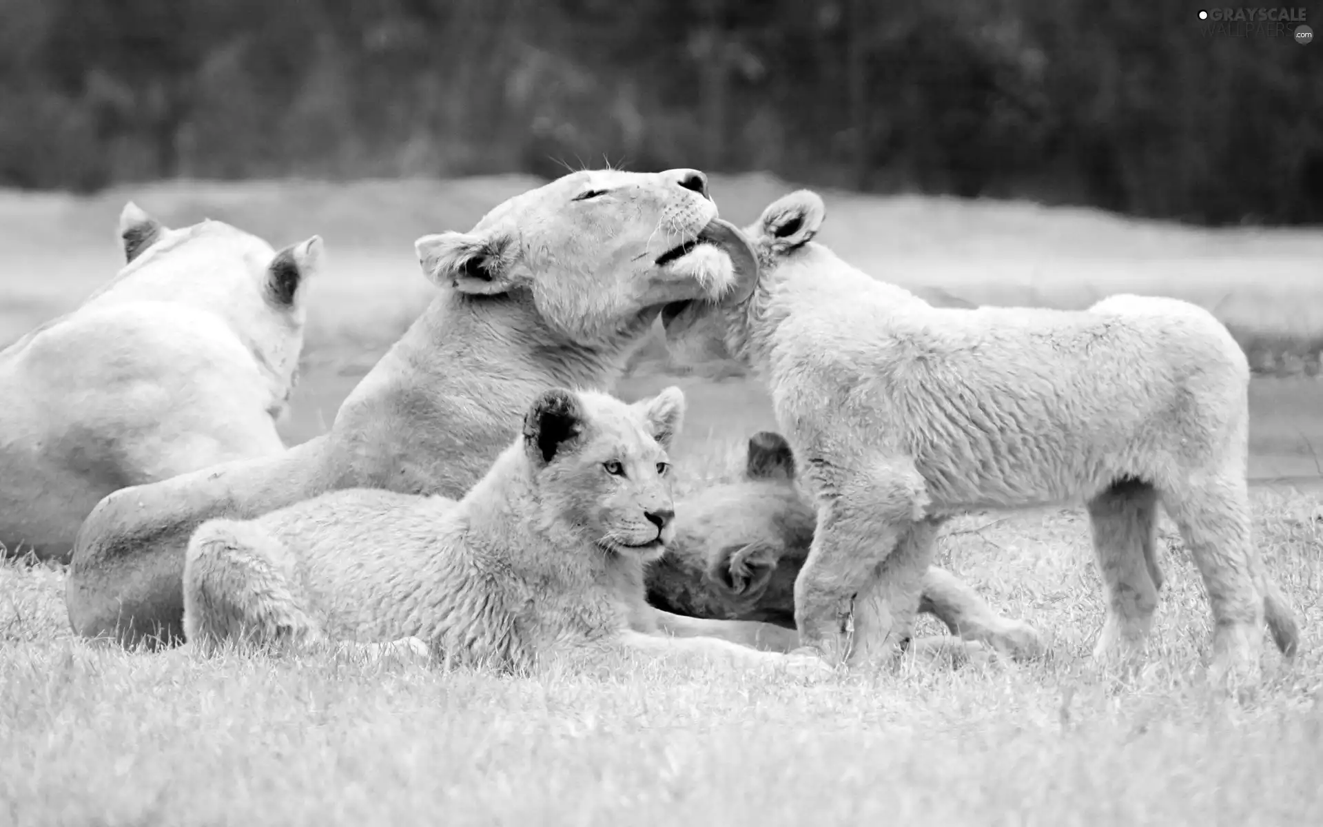 folks, Lioness, little doggies