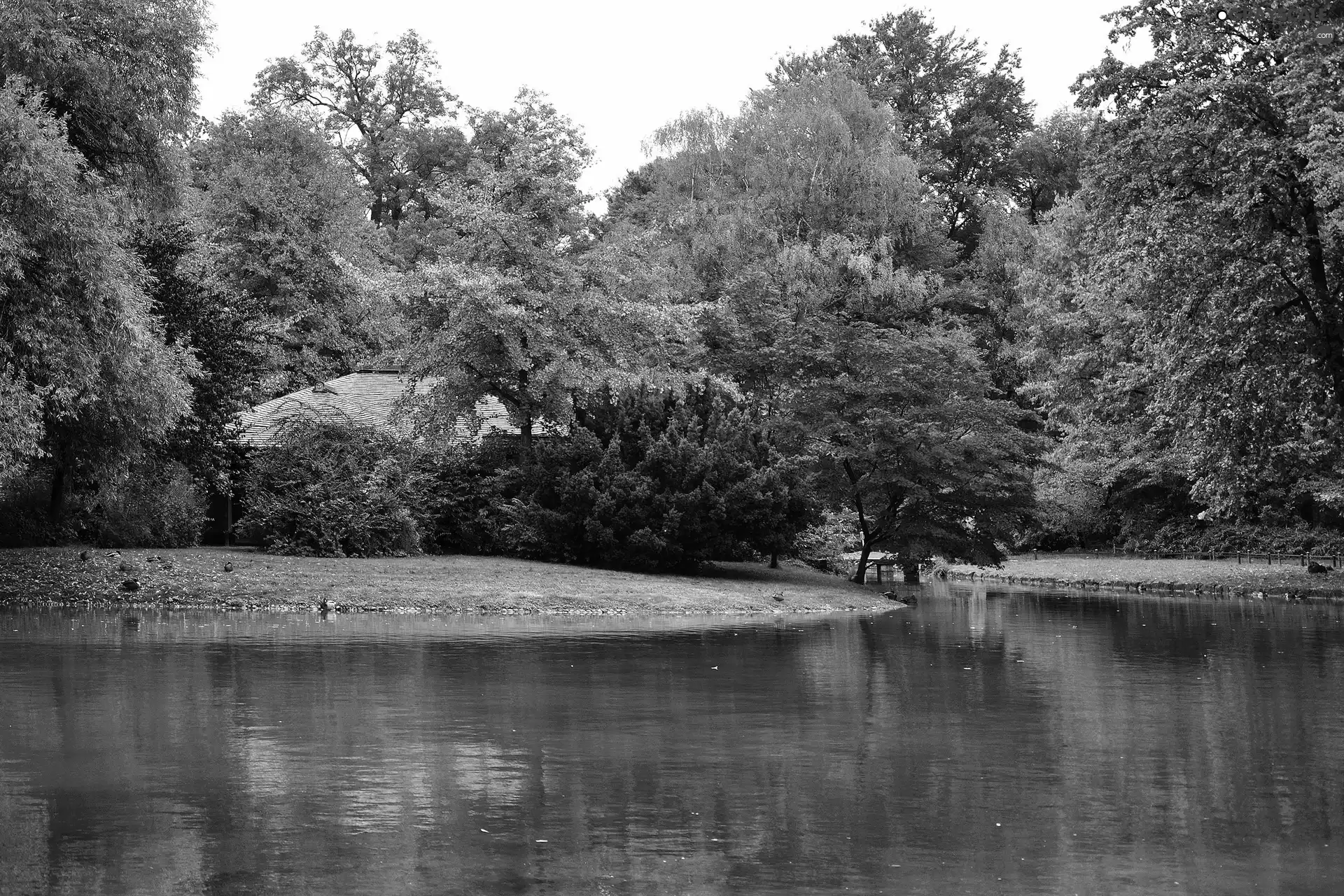 little doggies, lake, trees, viewes, Park