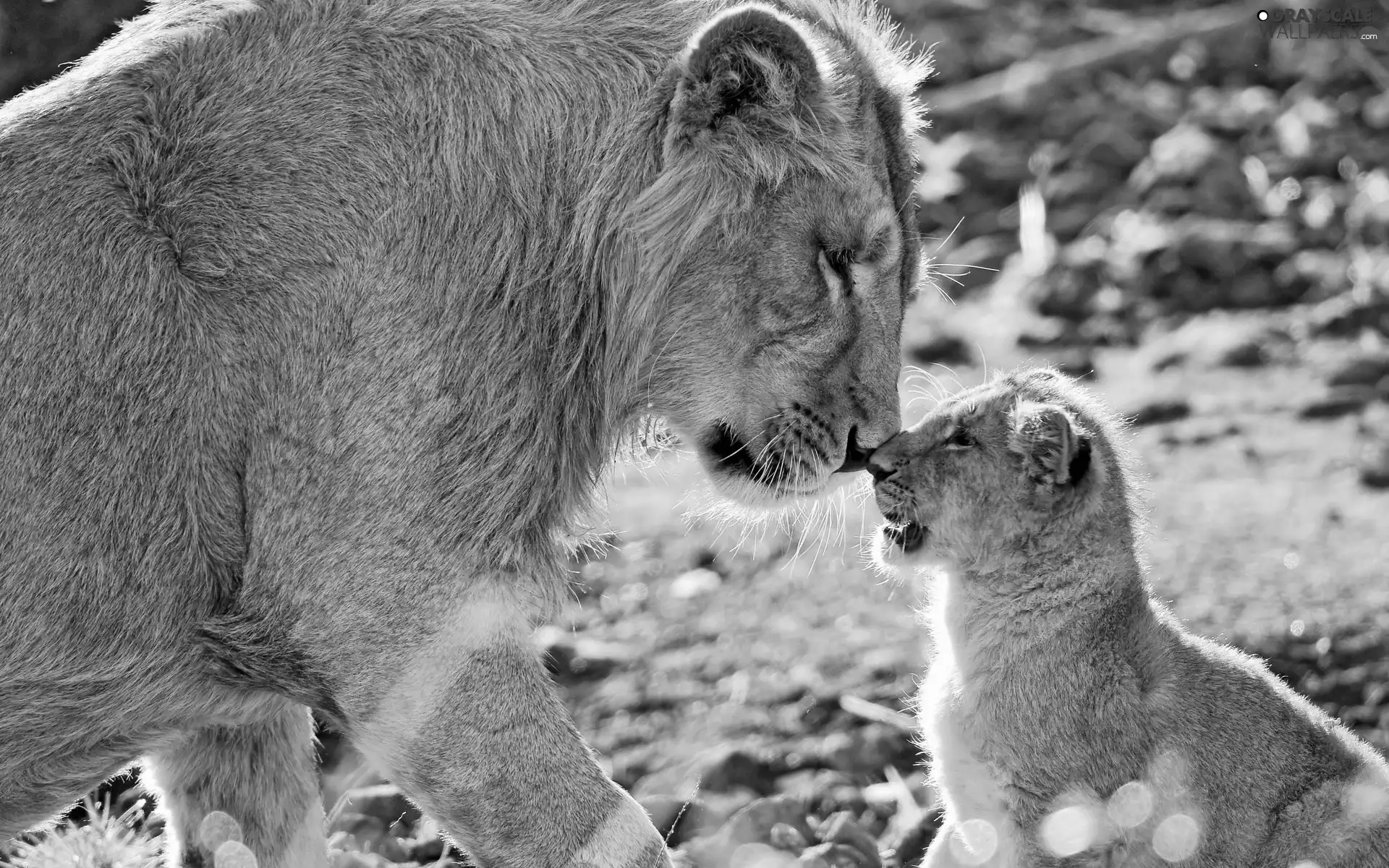 lion, Lion, little doggies