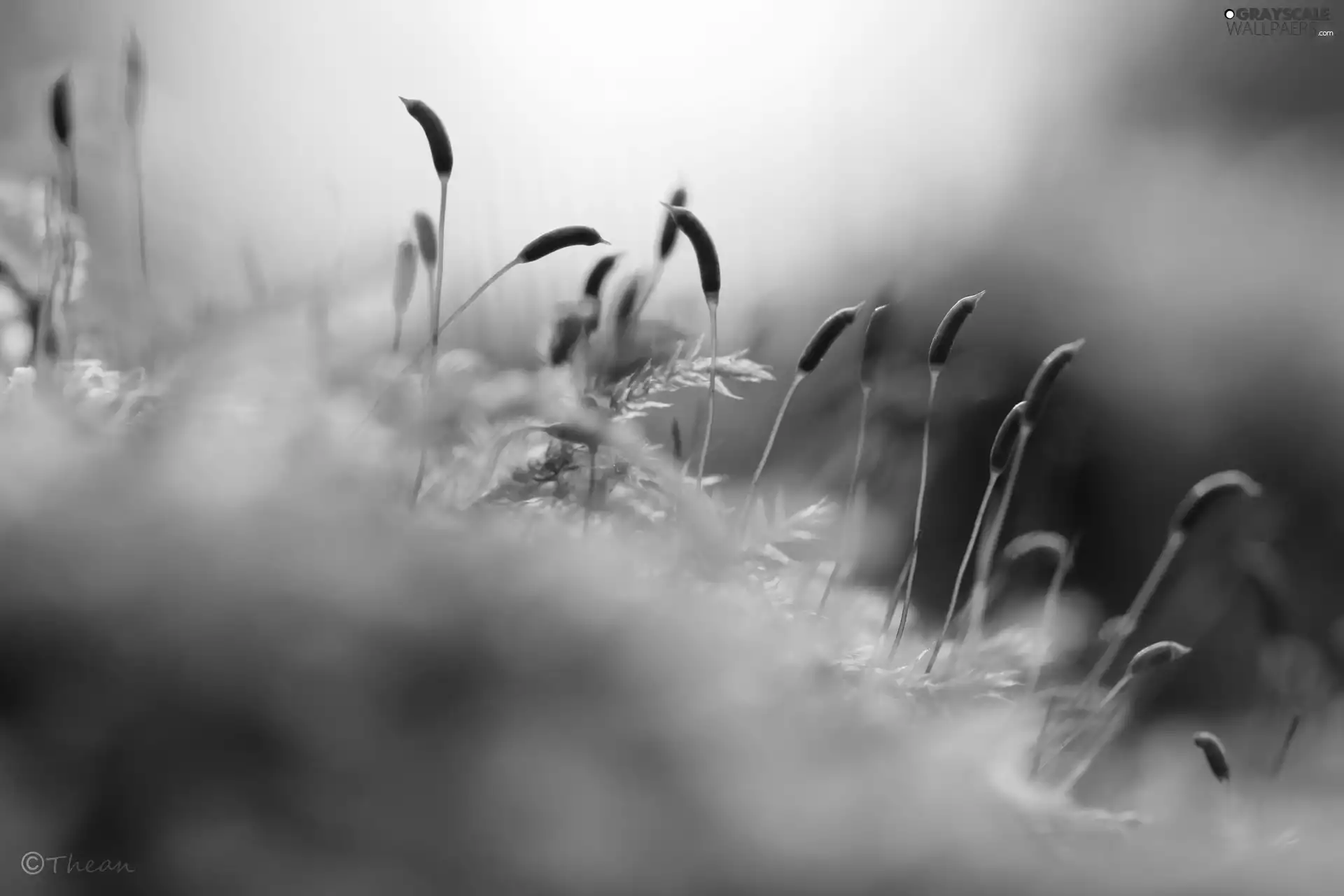 plants, lichens, little doggies