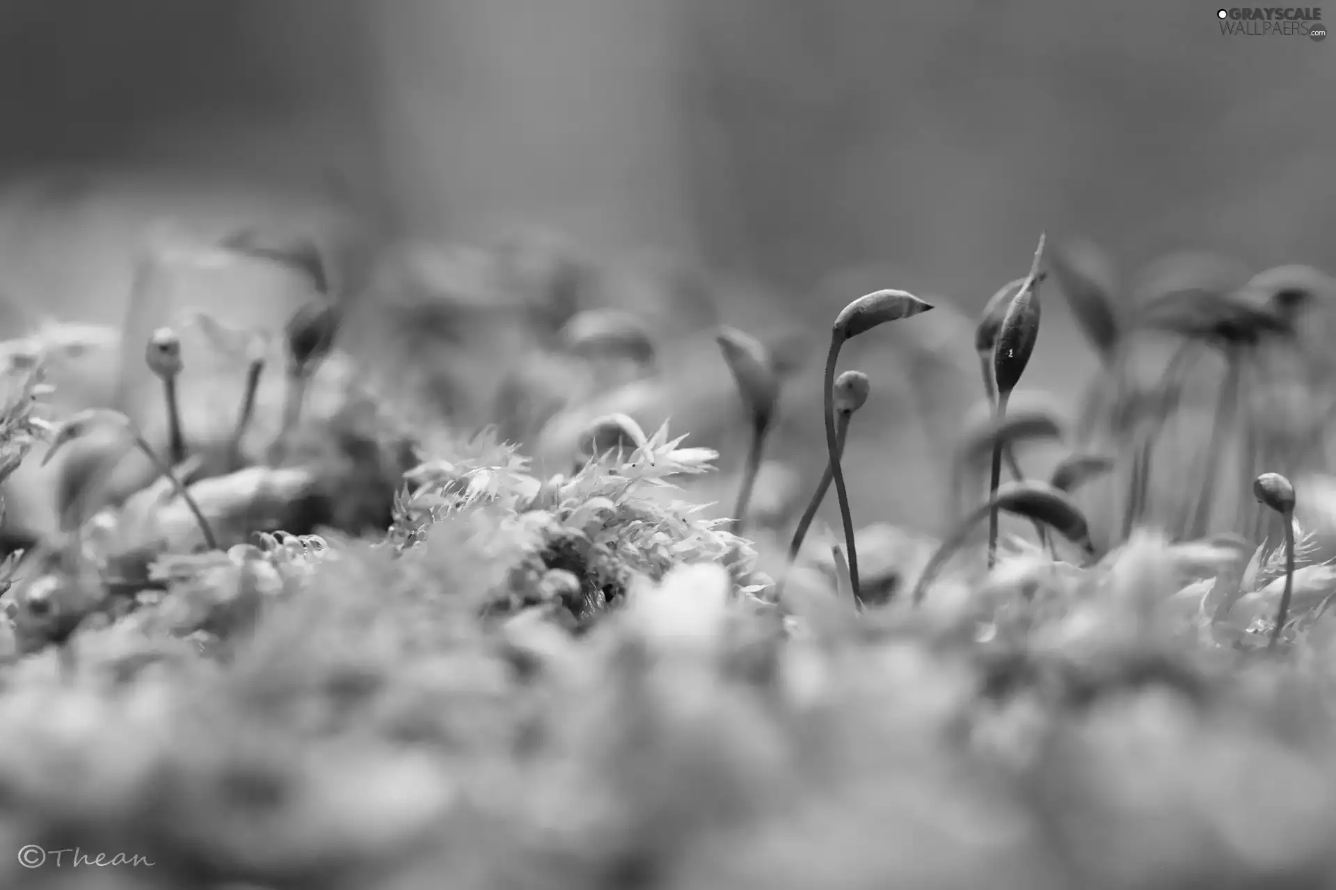 plants, lichens, little doggies