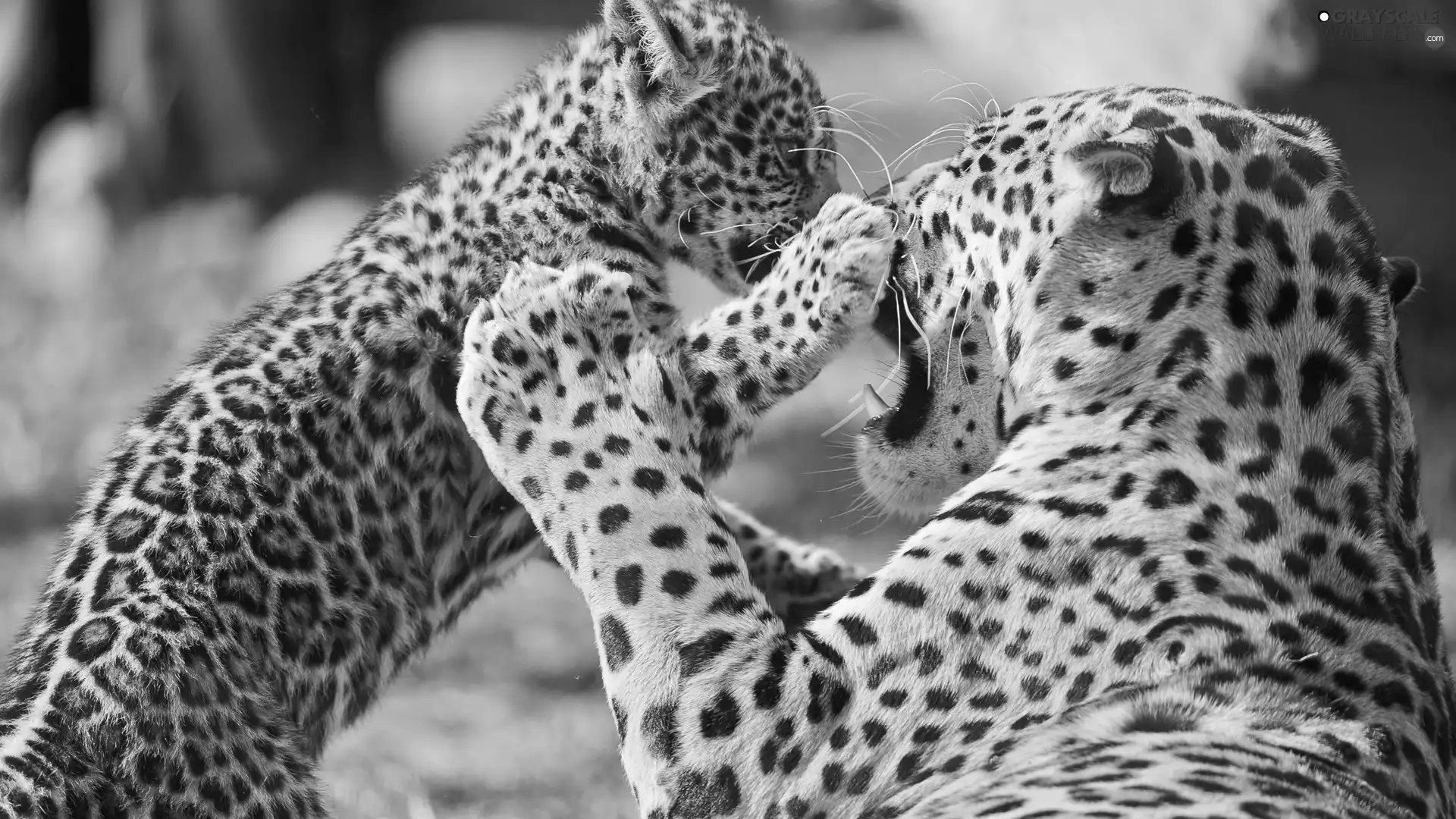 play, leopardess, little doggies