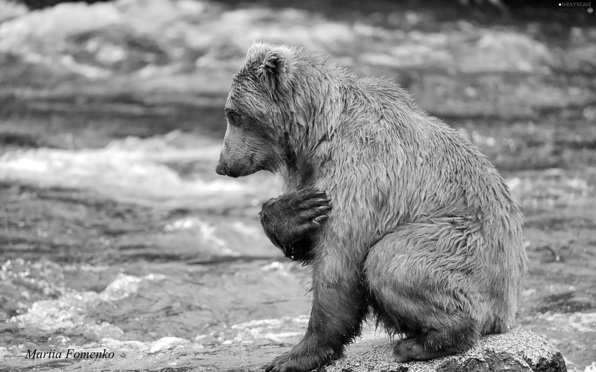 River, wet, little bear