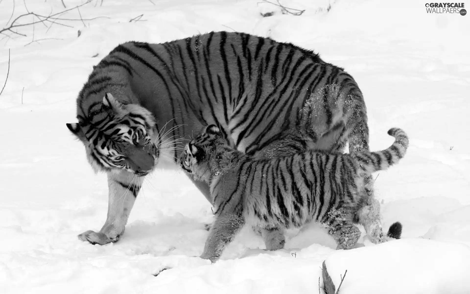 snow, tigress, little doggies