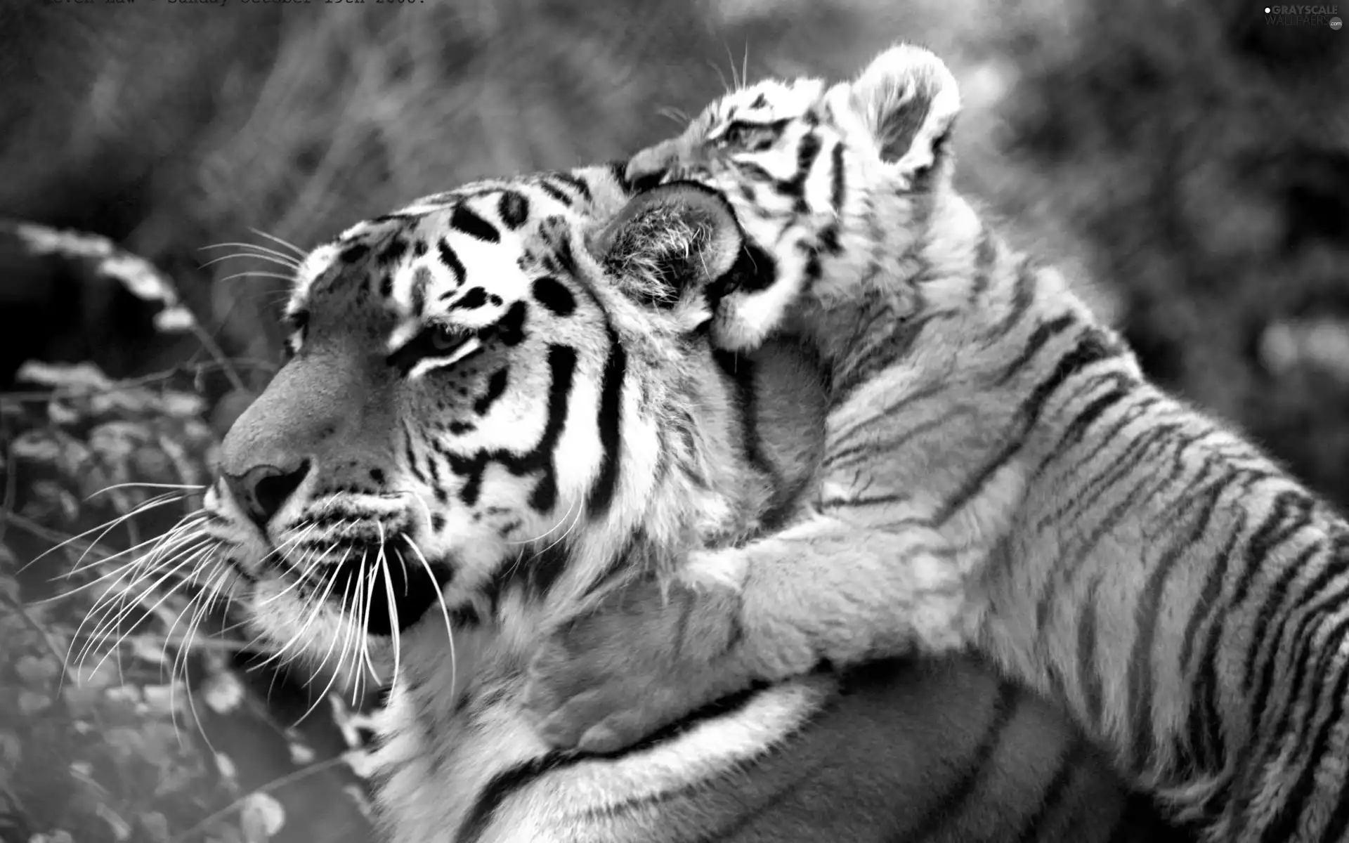 tiger, tigress, little doggies
