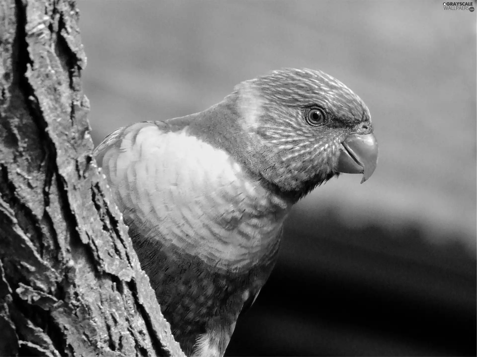 little parrot, trees