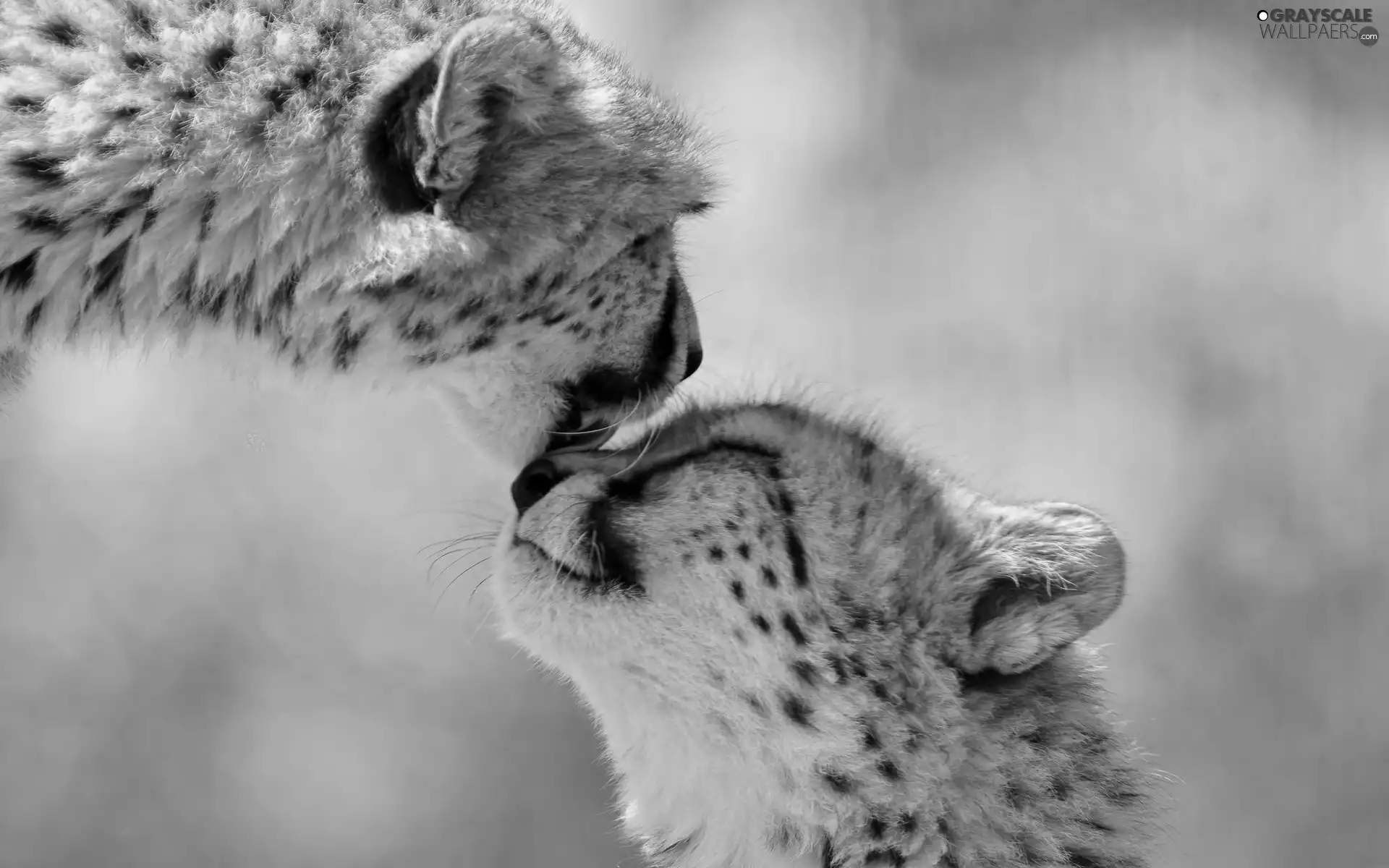 Cheetah, Two cars, little doggies