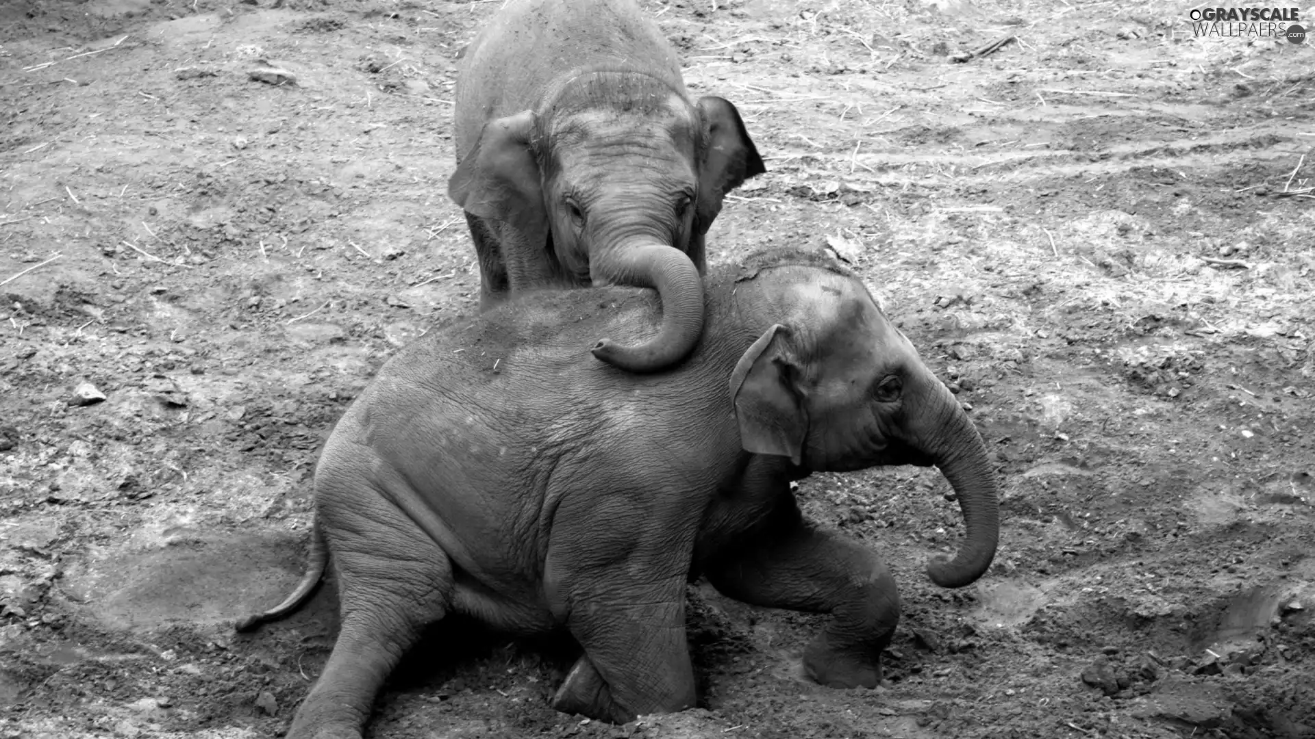 Elephants, Two cars, little doggies