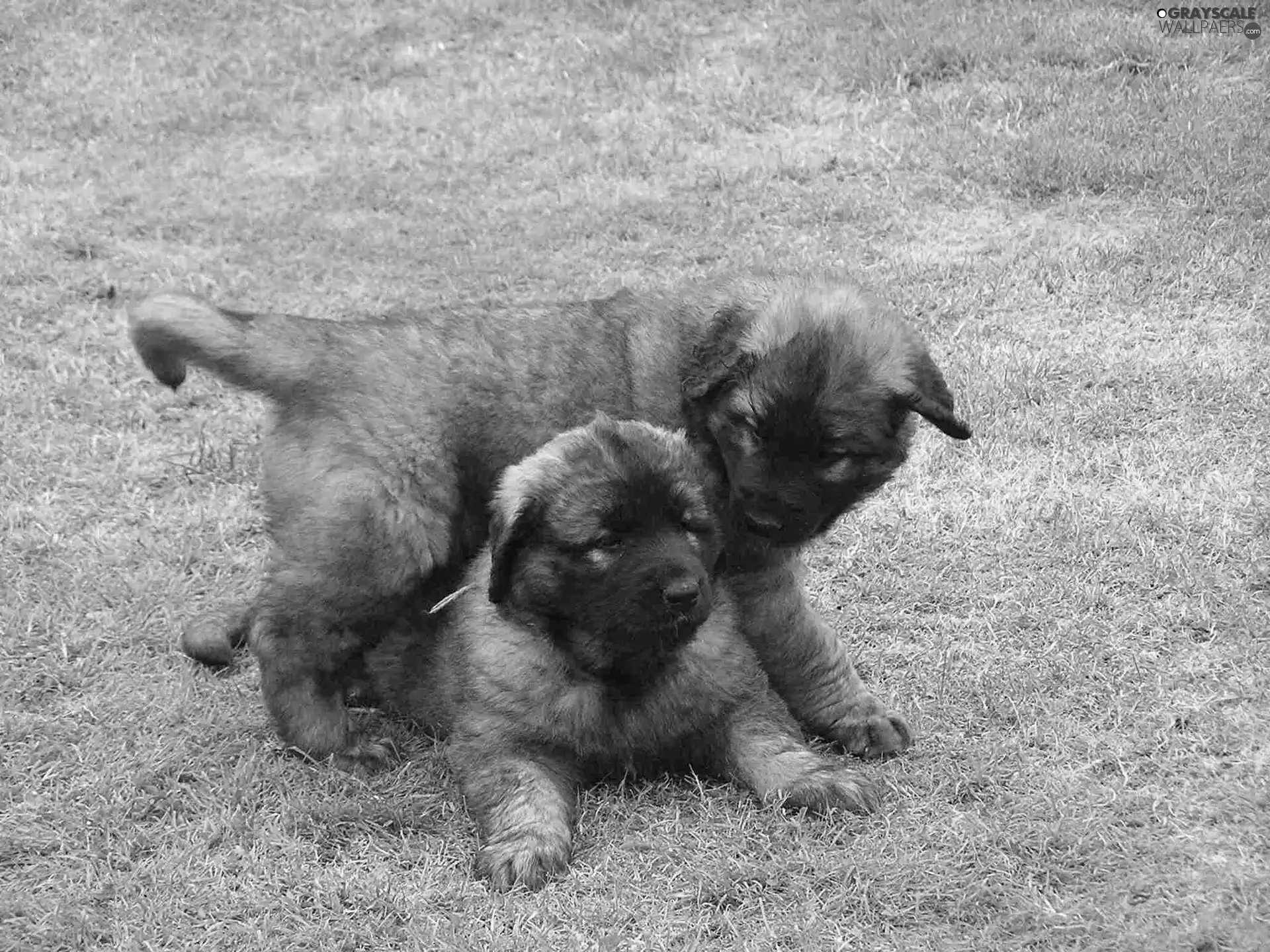 Leonbergery, Two cars, little doggies