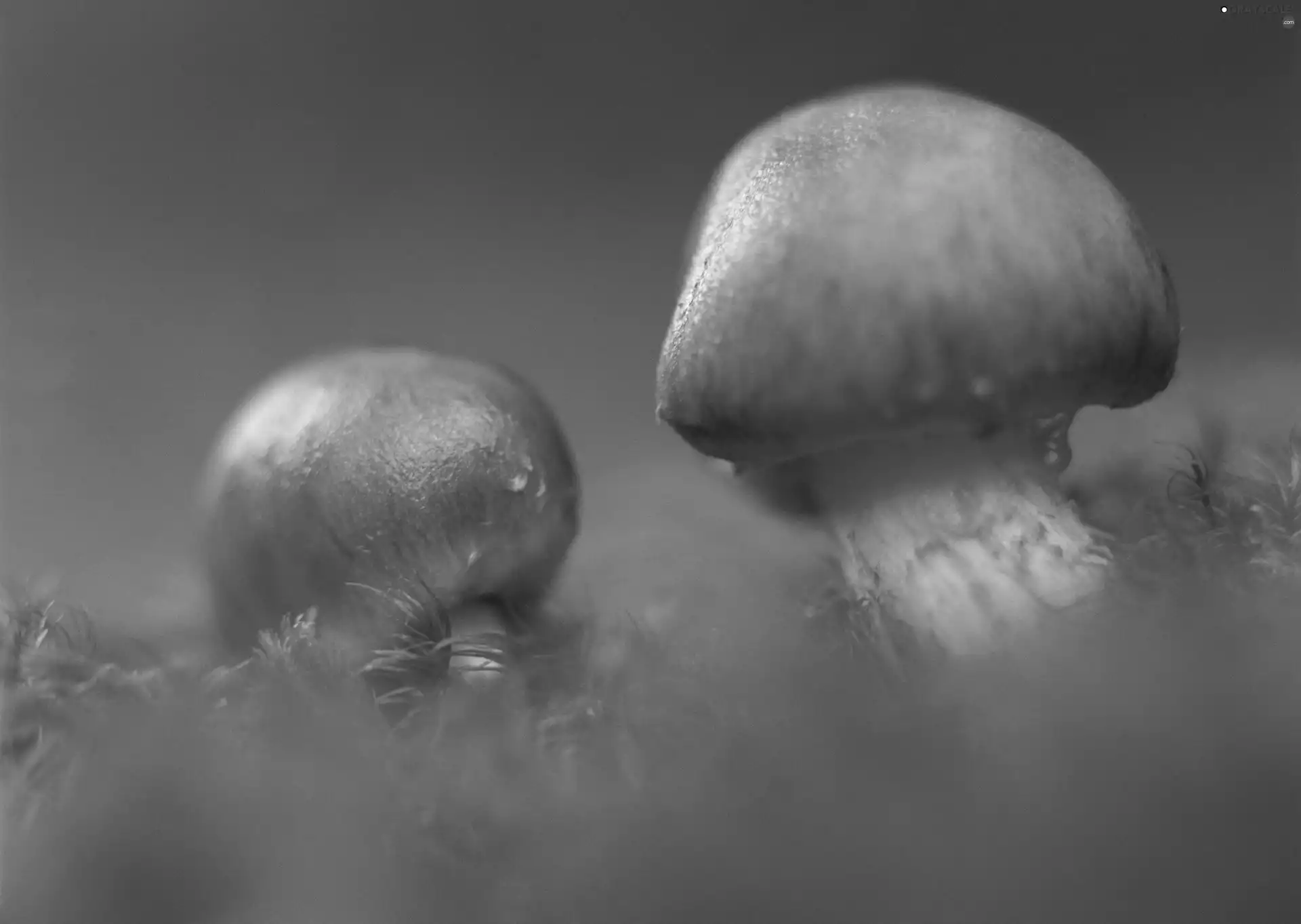 mushroom, Two cars, little doggies