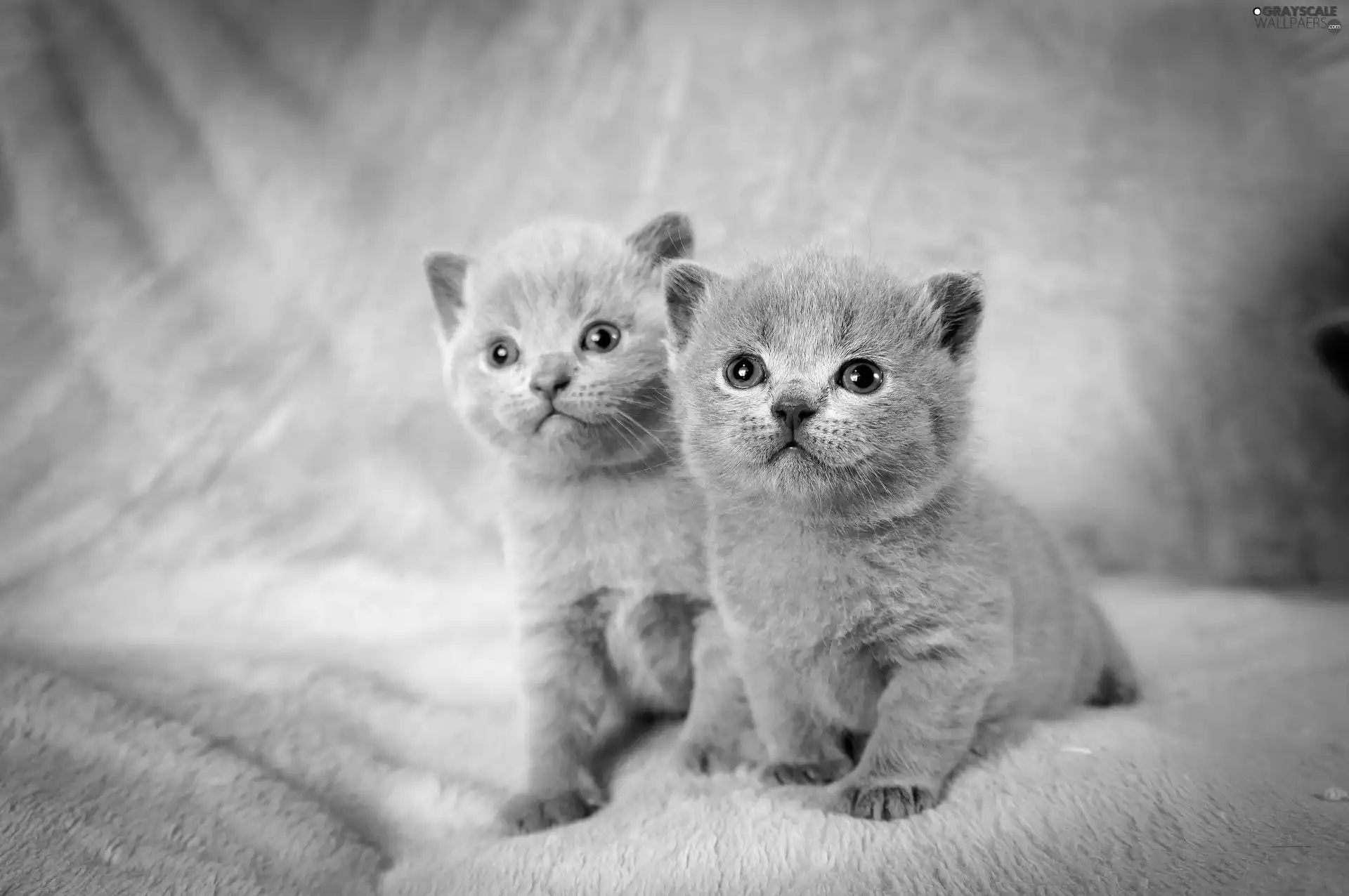 puss, Two cars, little doggies