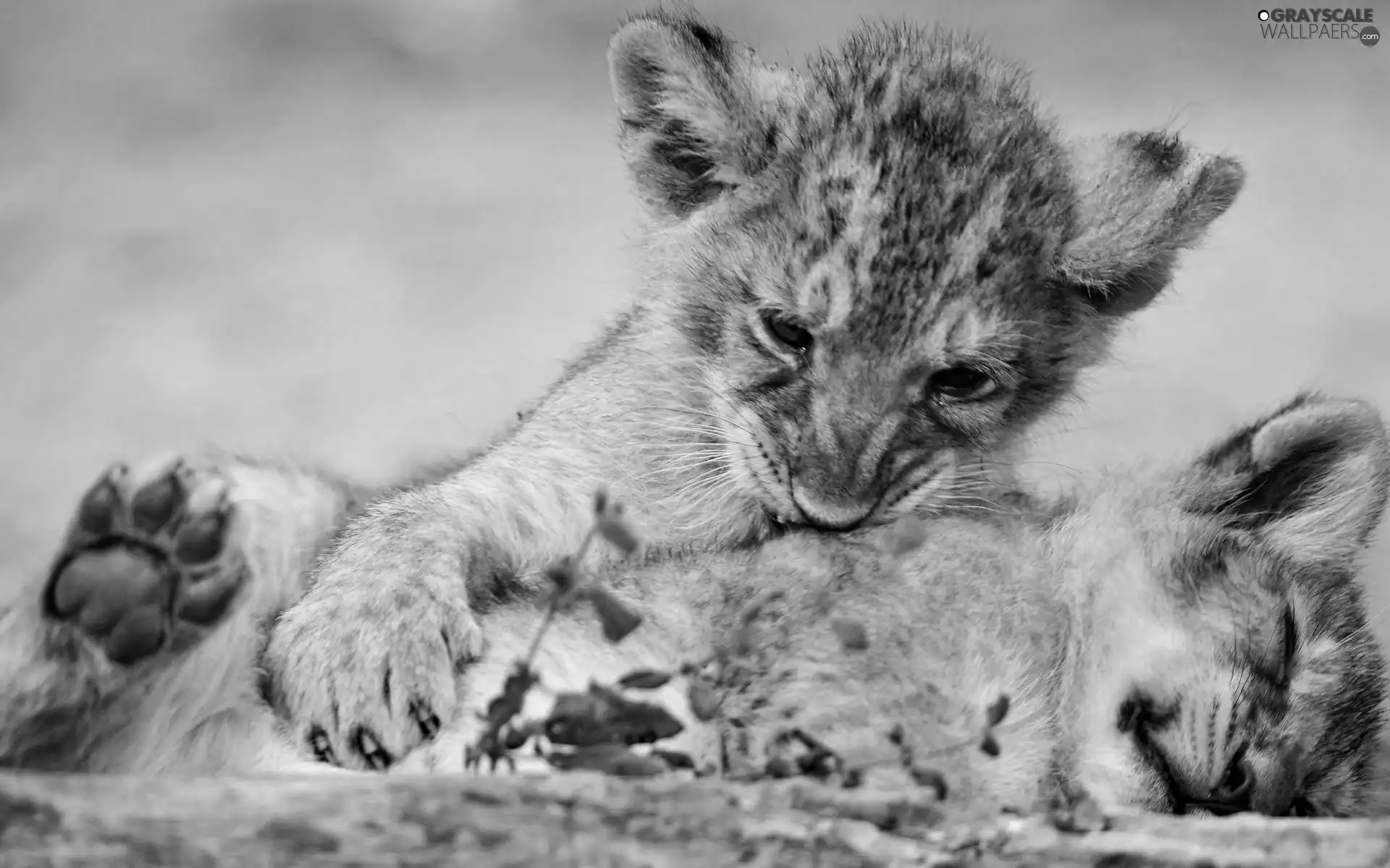 tigers, Two cars, little doggies