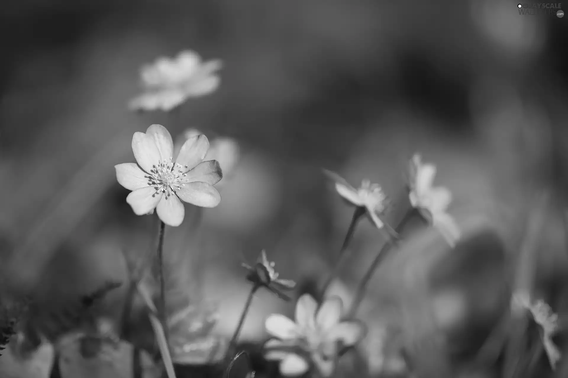 purple, rapprochement, Flowers, Liverworts