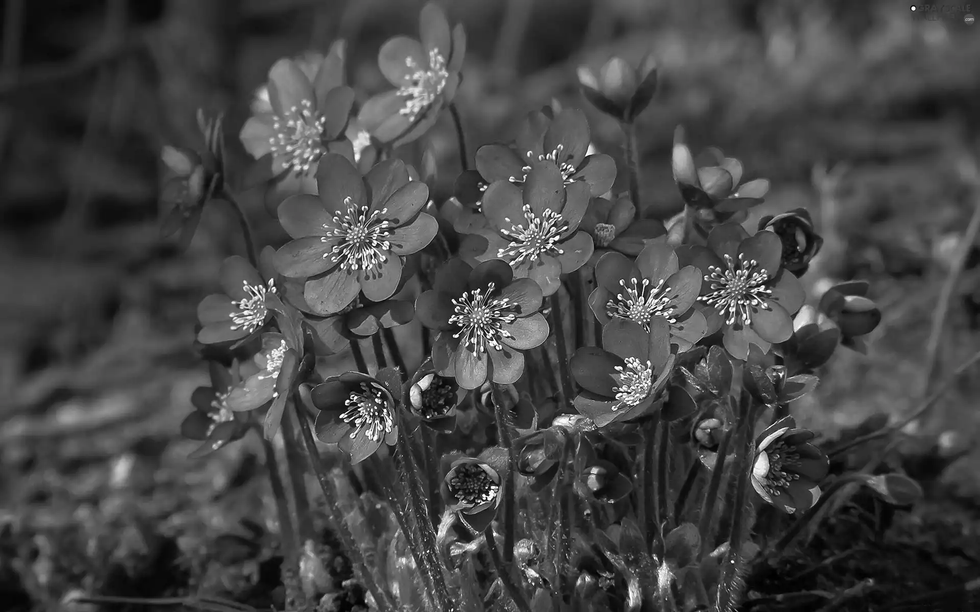purple, Liverworts