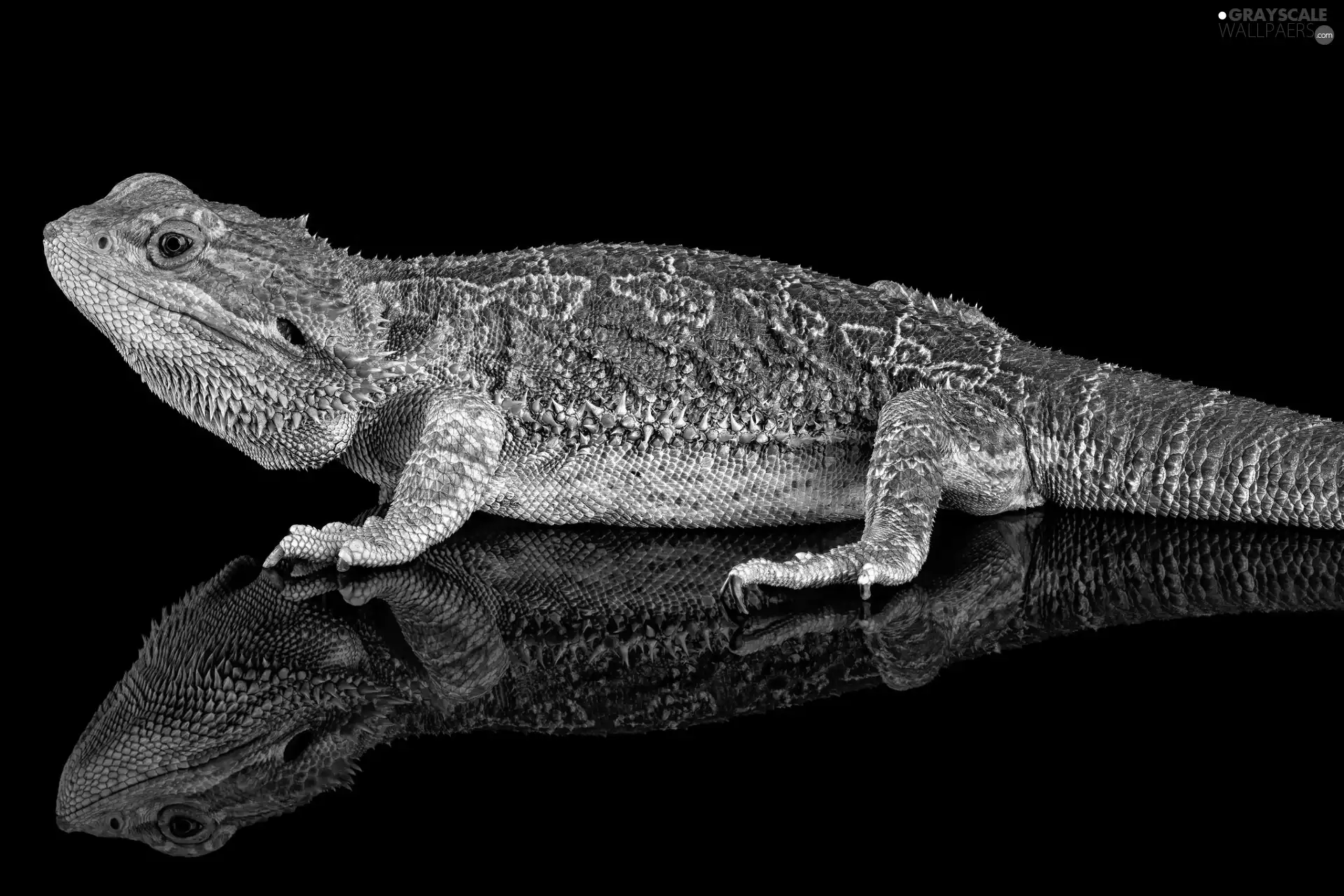 reflection, lizard, Central Bearded Dragon