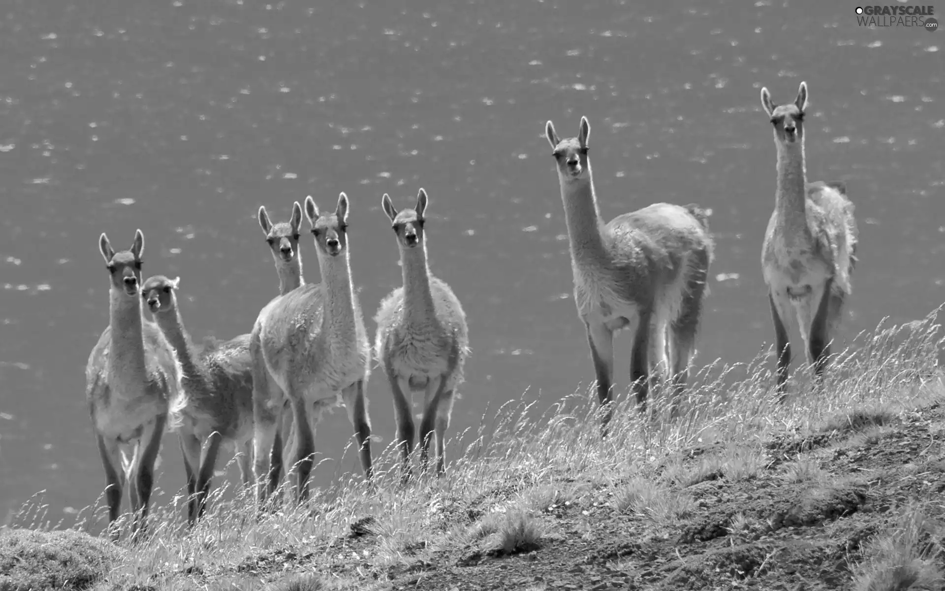 llama
