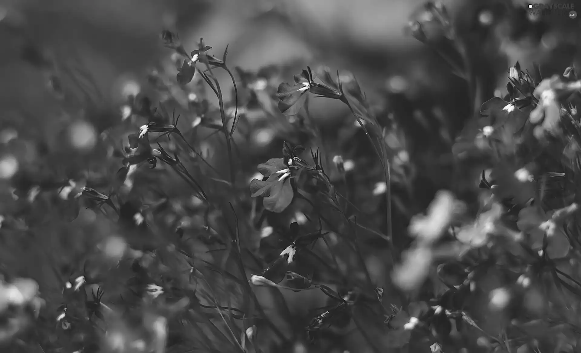 lobelia, Blue, Flowers