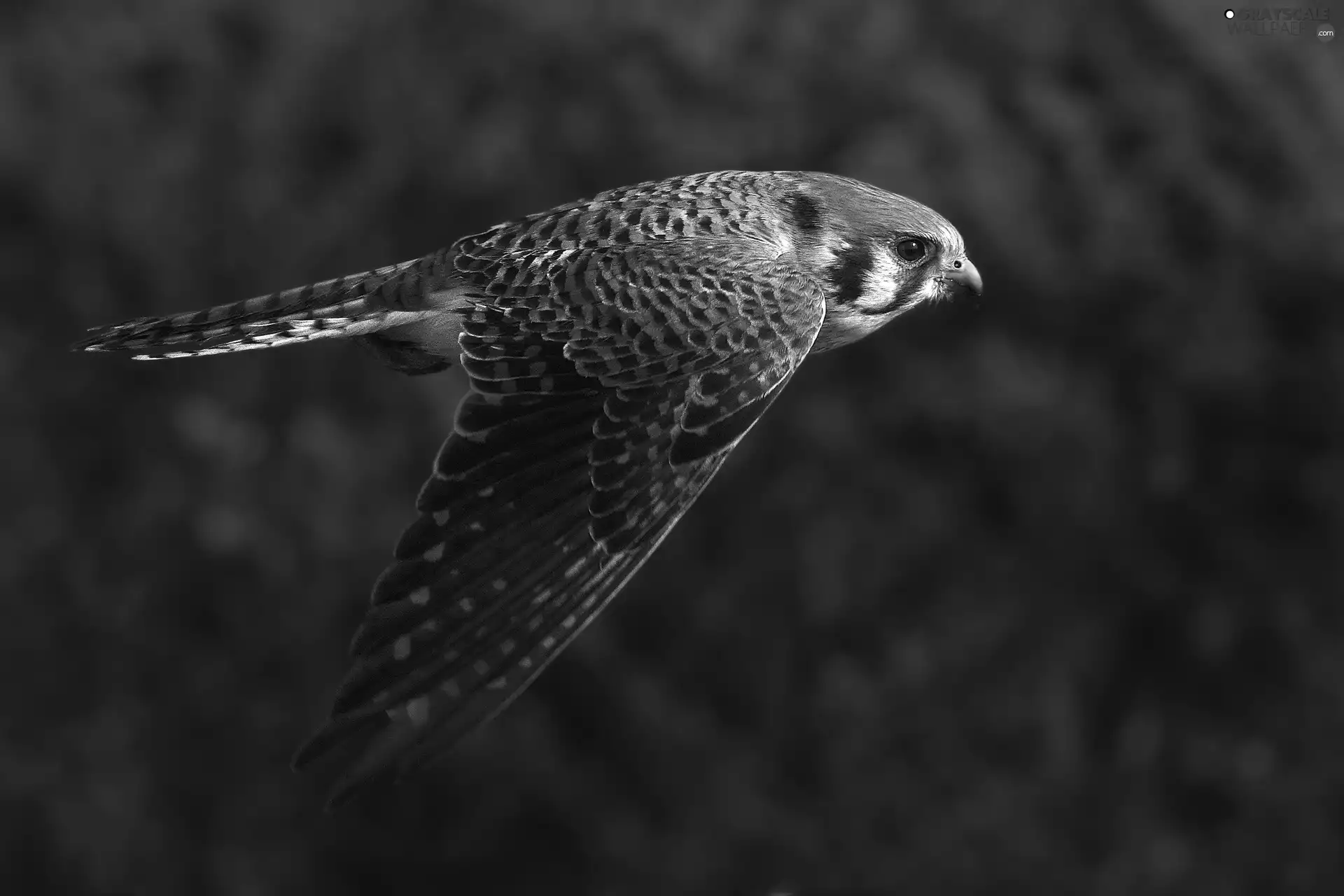 Locie, kestrel, ##