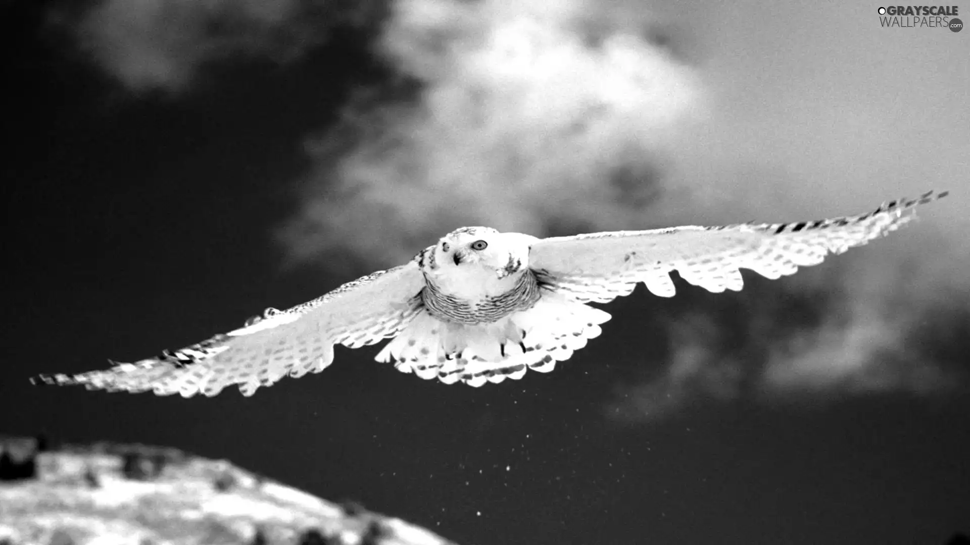 Locie, owl, ##
