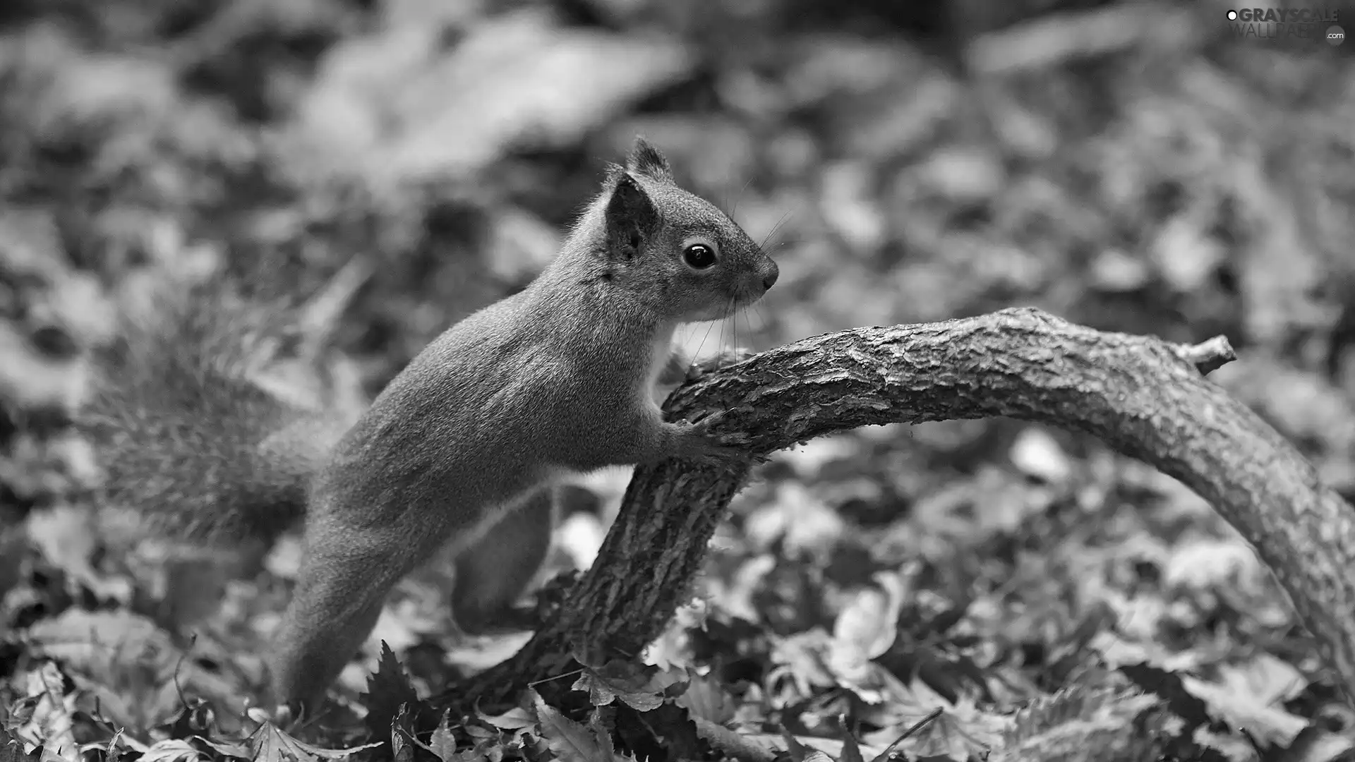 autumn, squirrel, Lod on the beach