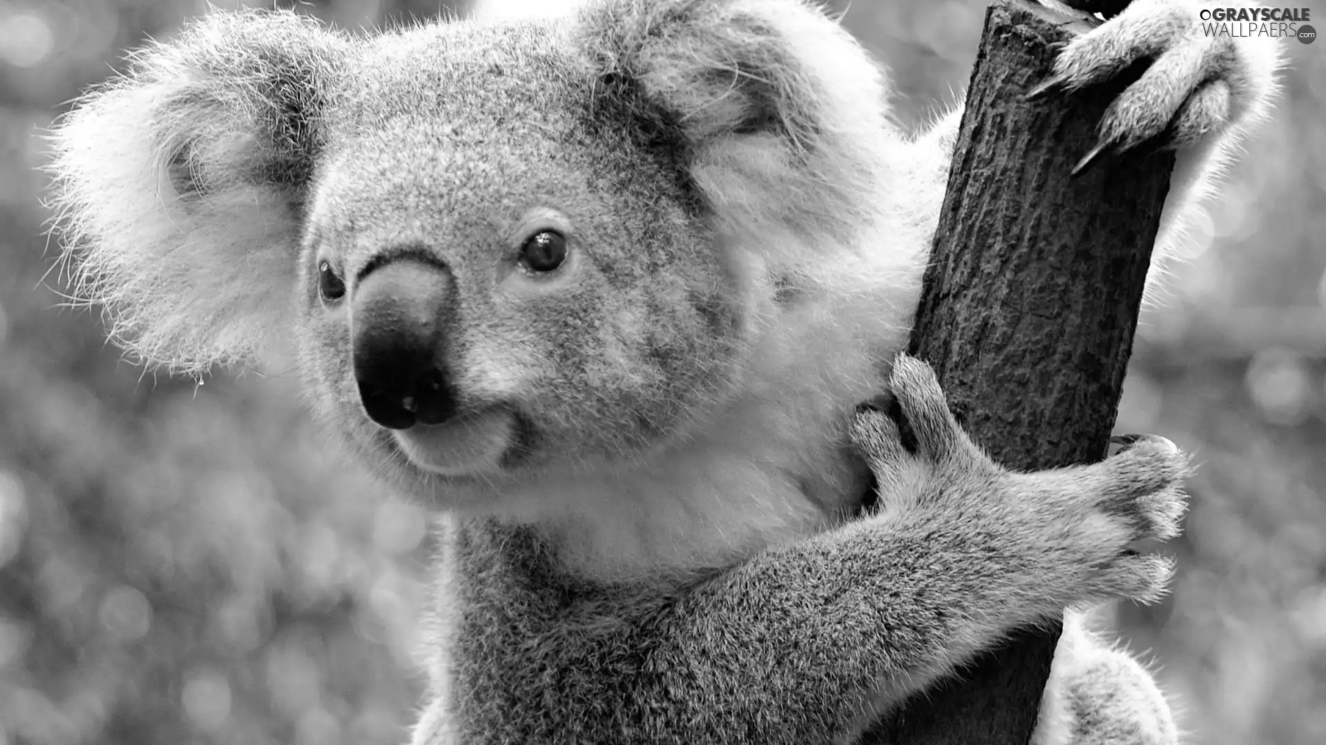 Koala, Lod on the beach