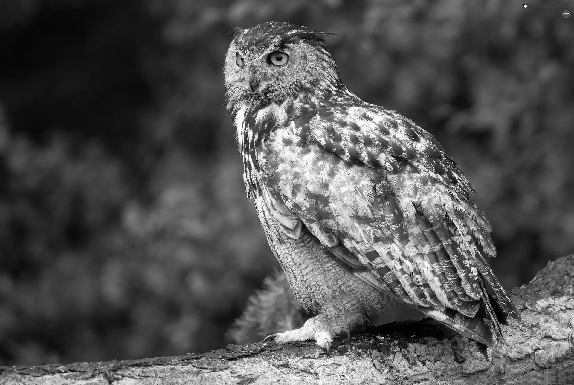owl, Lod on the beach
