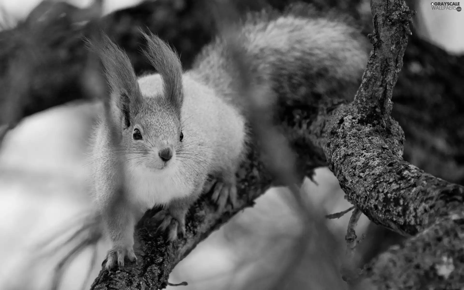 squirrel, Lod on the beach