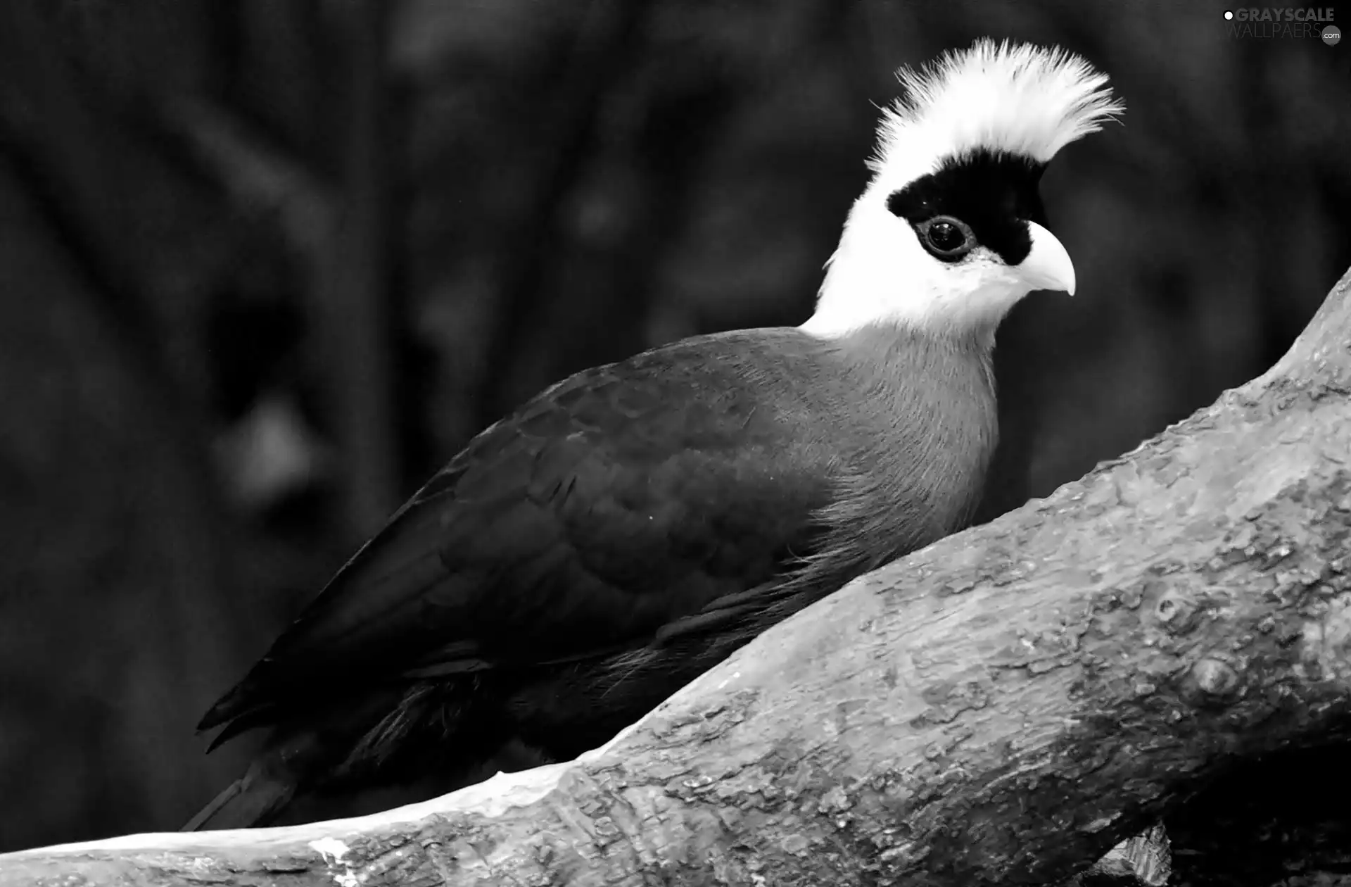 Turaco, Lod on the beach
