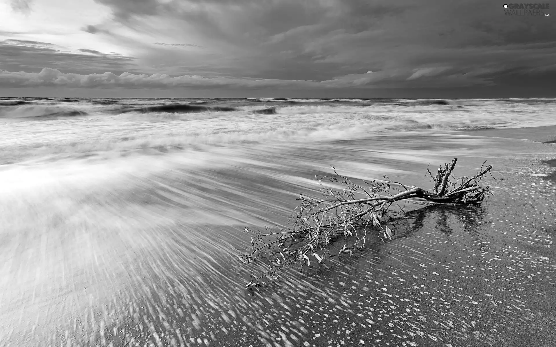 trees, viewes, Beaches, Lod on the beach, sea