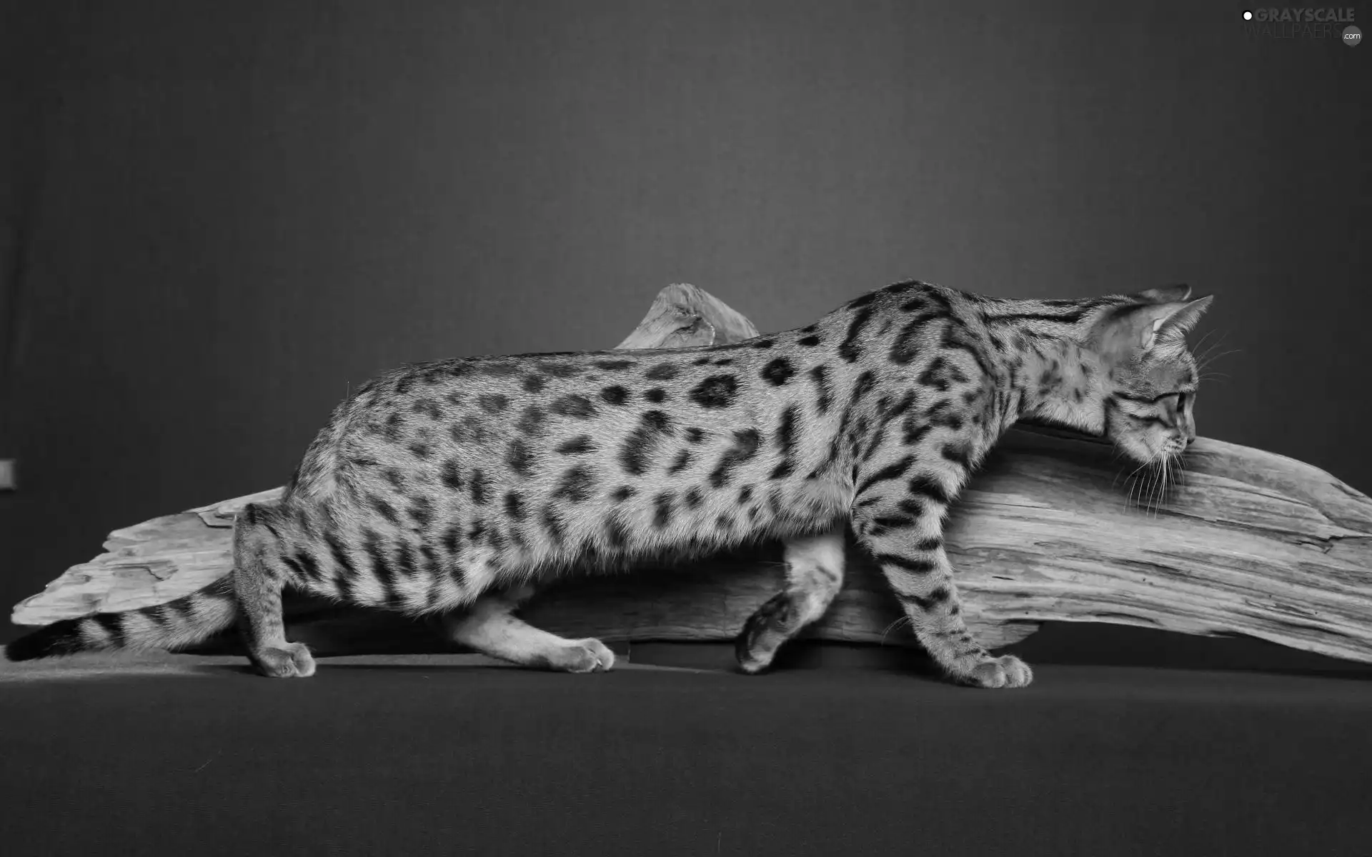 Bengal Cat, Lod on the beach
