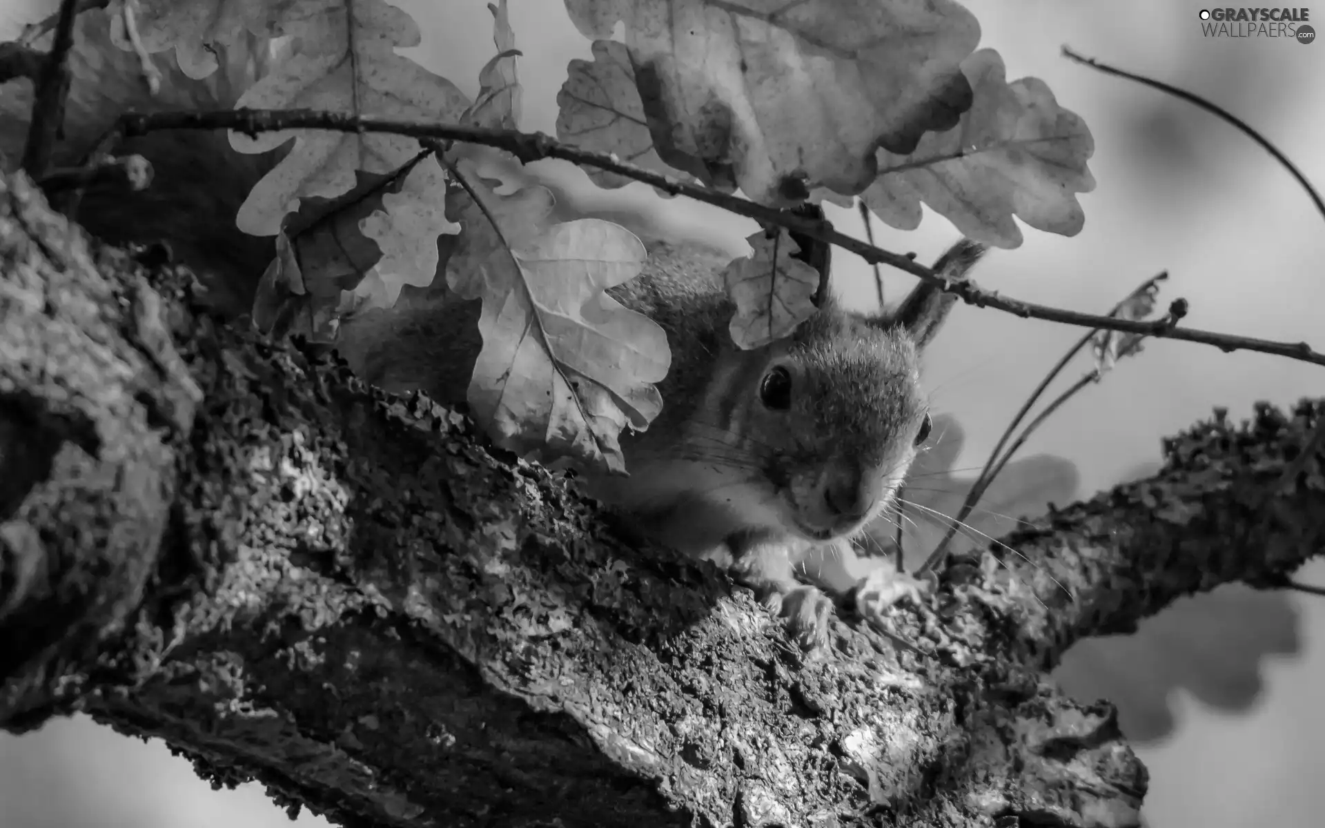 Leaf, squirrel, Lod on the beach