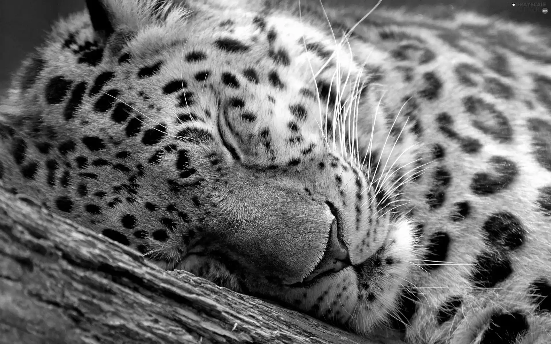 trees, viewes, Leopards, Lod on the beach, sleepy