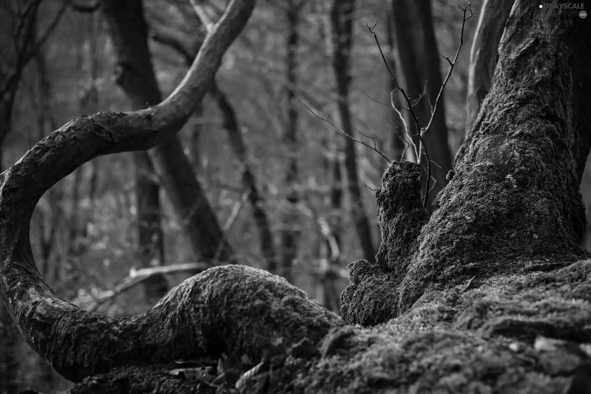 trees, Lod on the beach, Moss, viewes