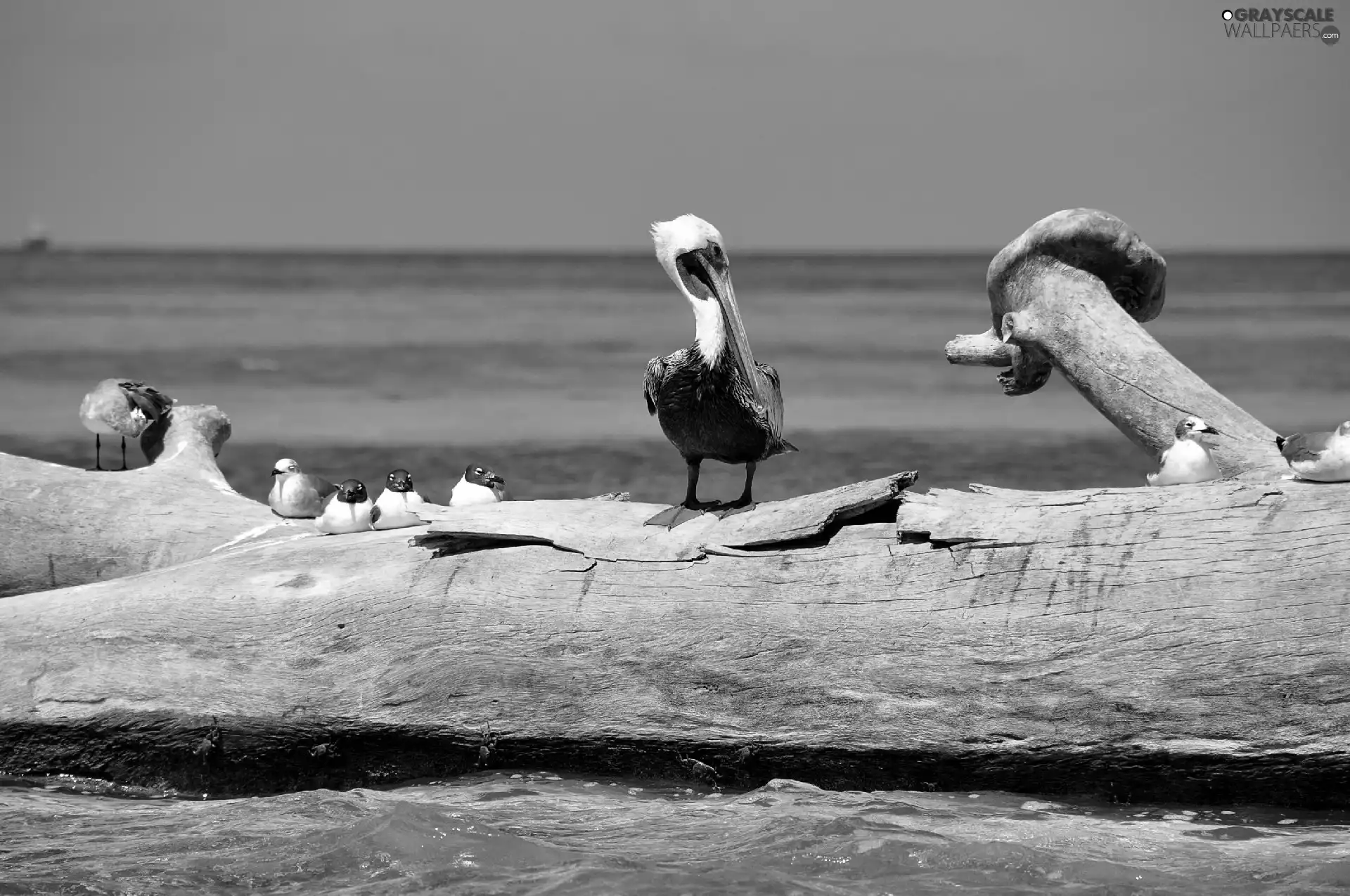 sea, birds, Lod on the beach