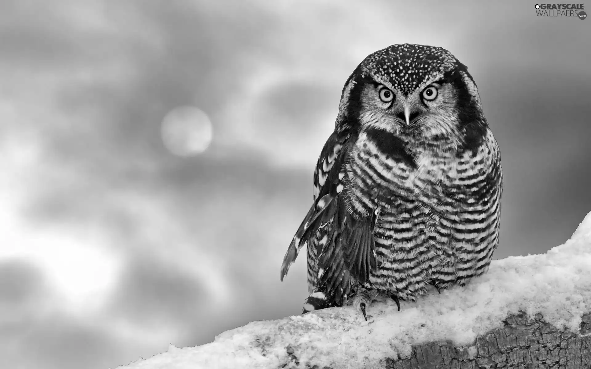 snow, owl, Lod on the beach