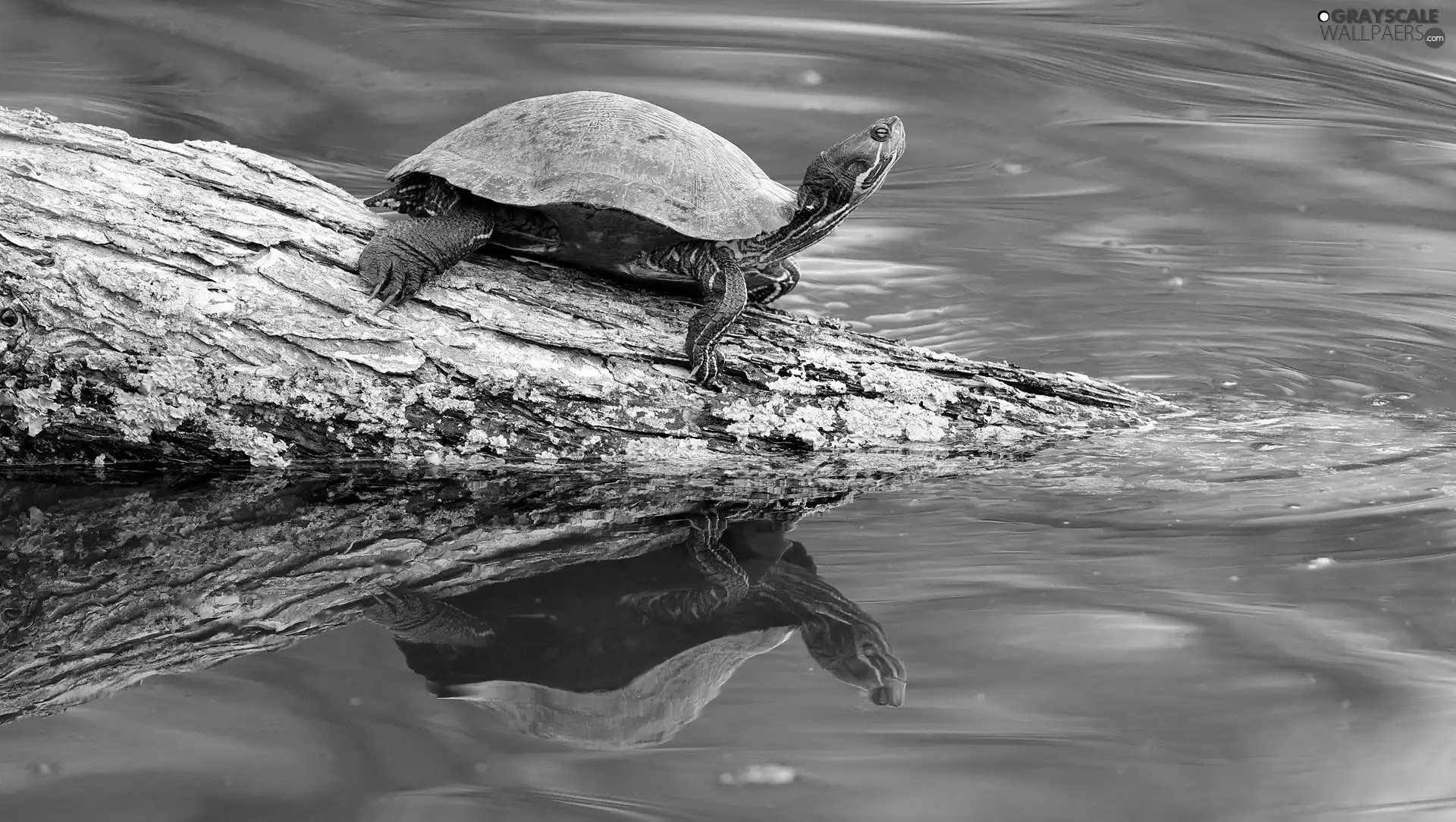 water, turtle, Lod on the beach