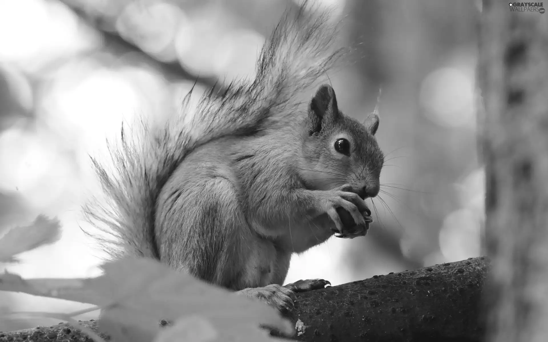 log, squirrel, nut