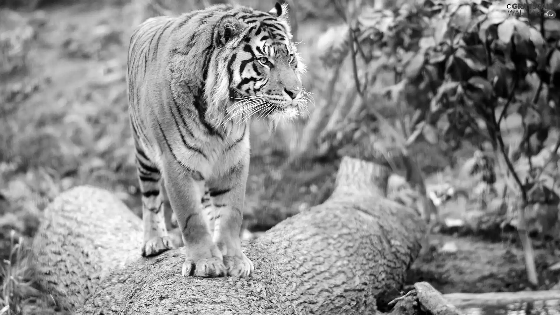 tiger, log